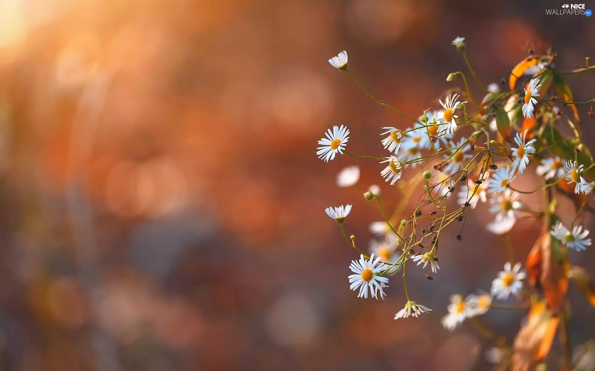 White, Erigeron, blurry background, Flowers