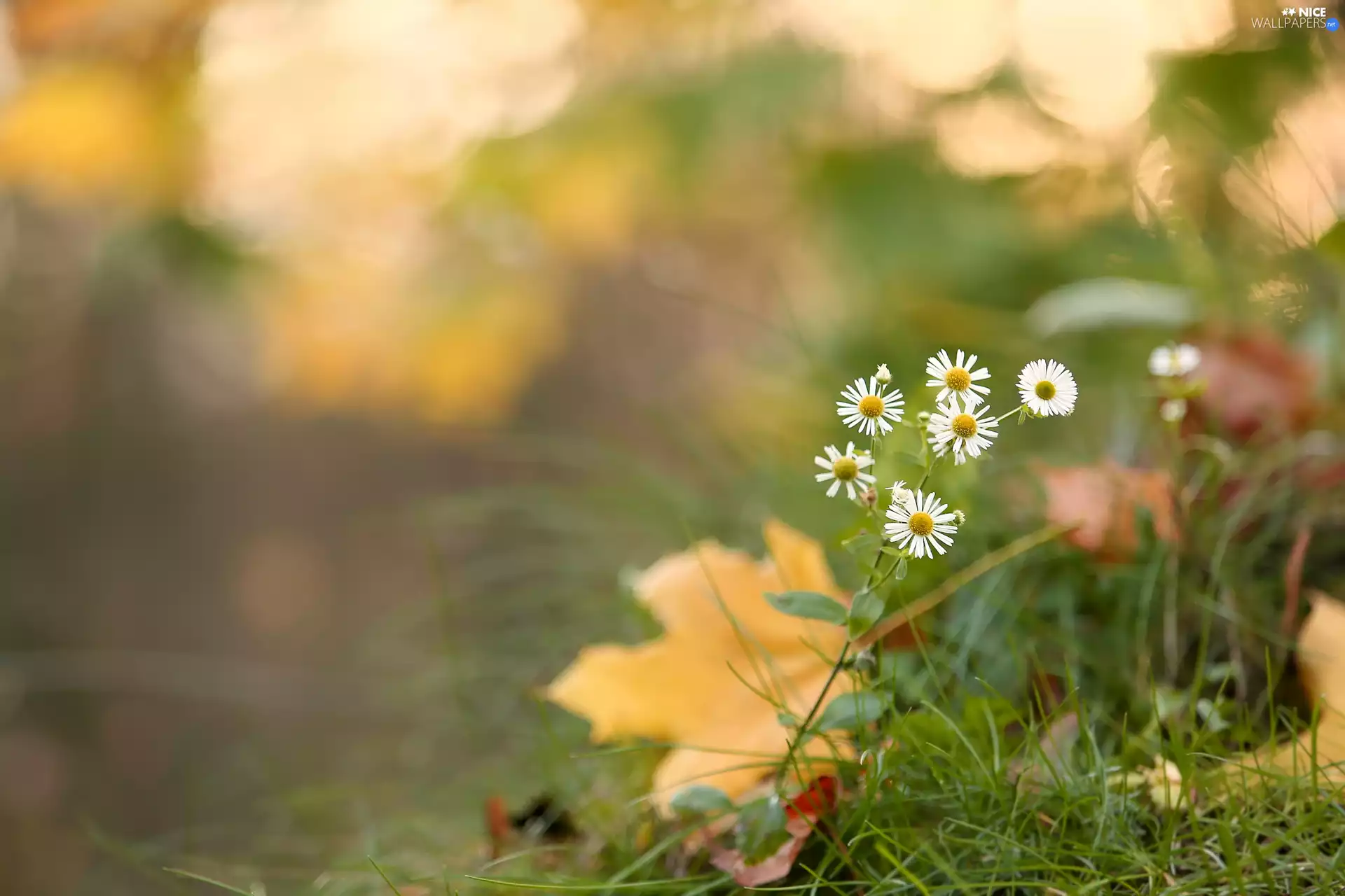Flowers, fuzzy, background, Erigeron
