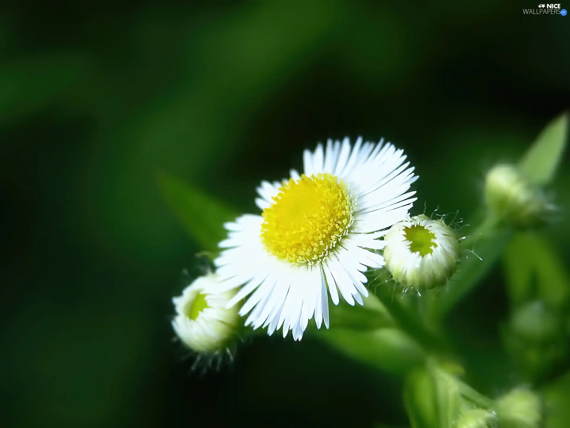 Erigeron White