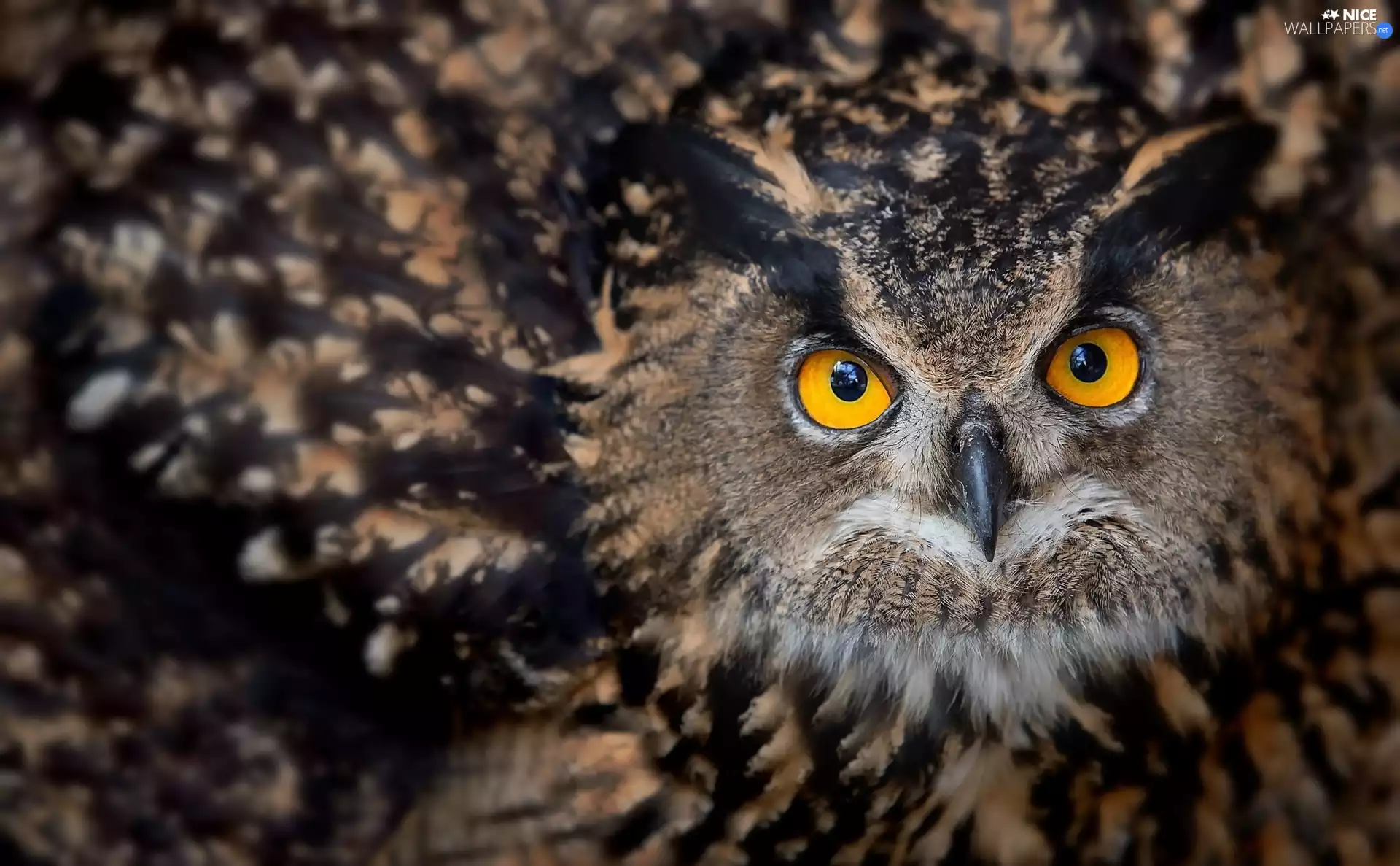 owl, Yellow, Eyes, Eurasian Eagle-Owl