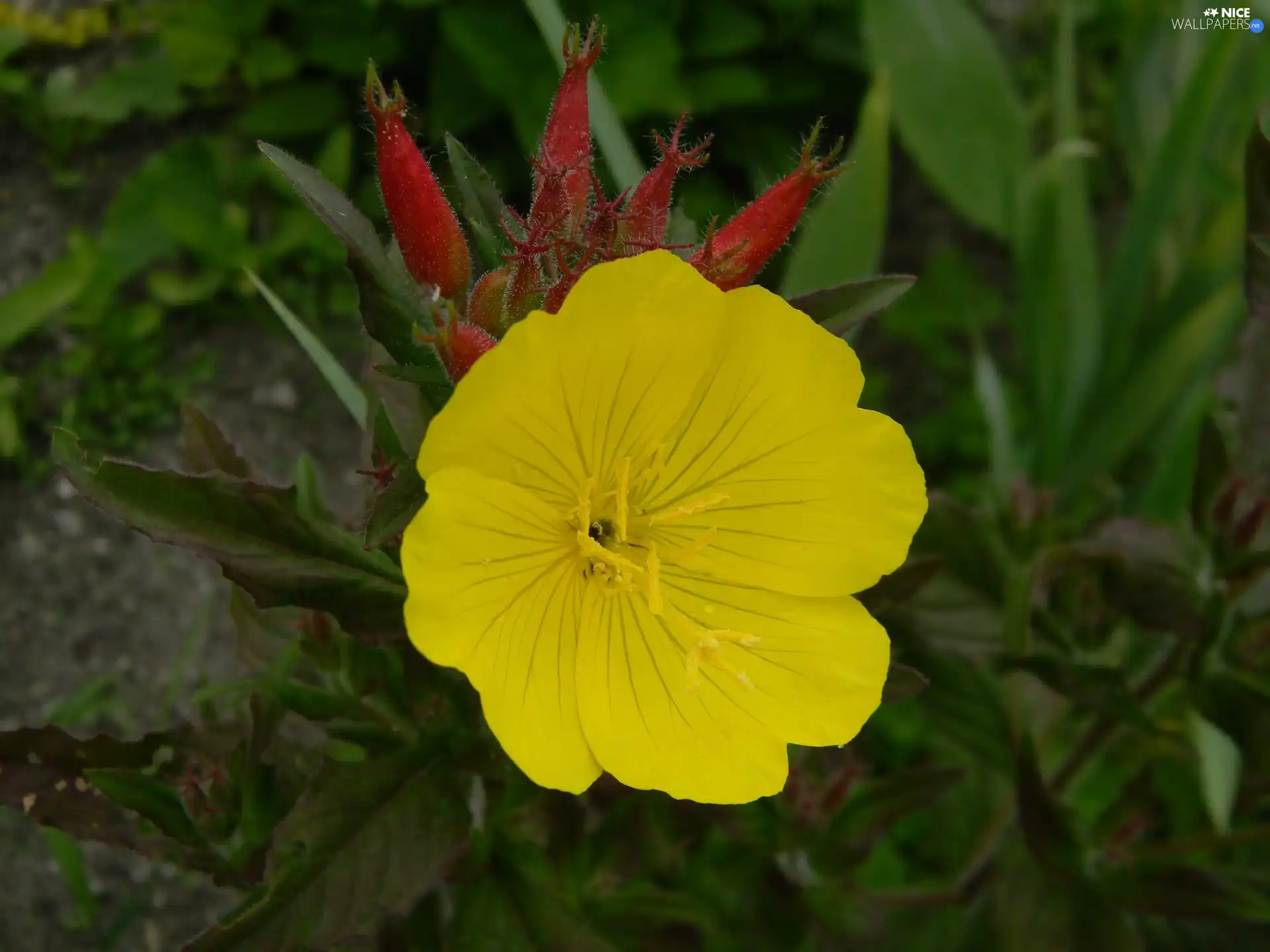 Buds, Colourfull Flowers, Evening Primrose