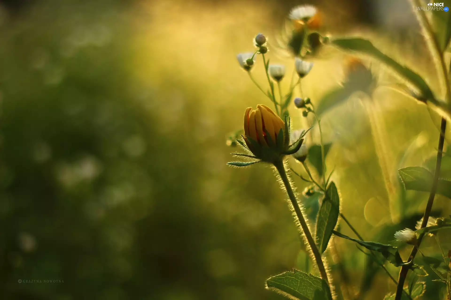 evening, Flowers, Meadow