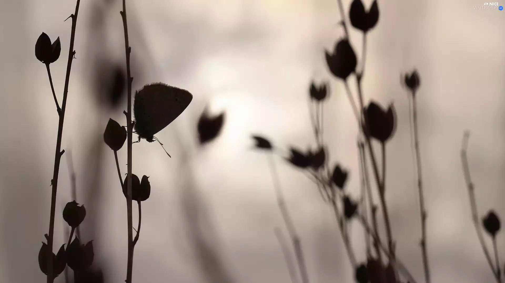 evening, butterfly, Plants