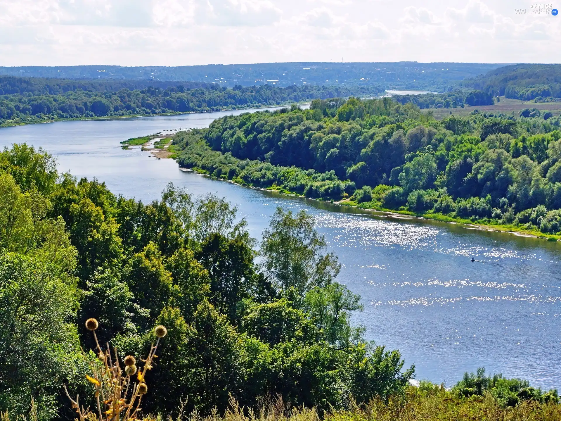 eye, forest, River