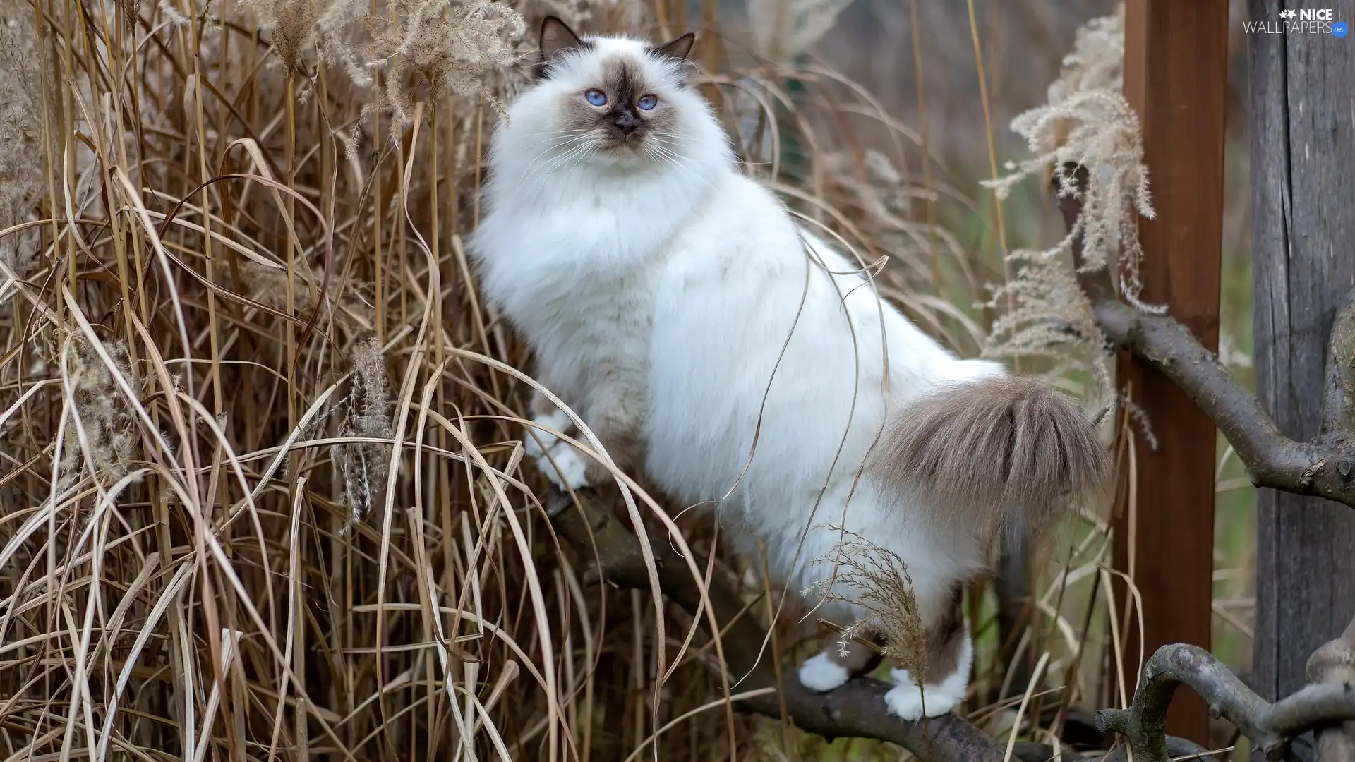 dry, grass, Blue Eyed, trees, Burmese Cat