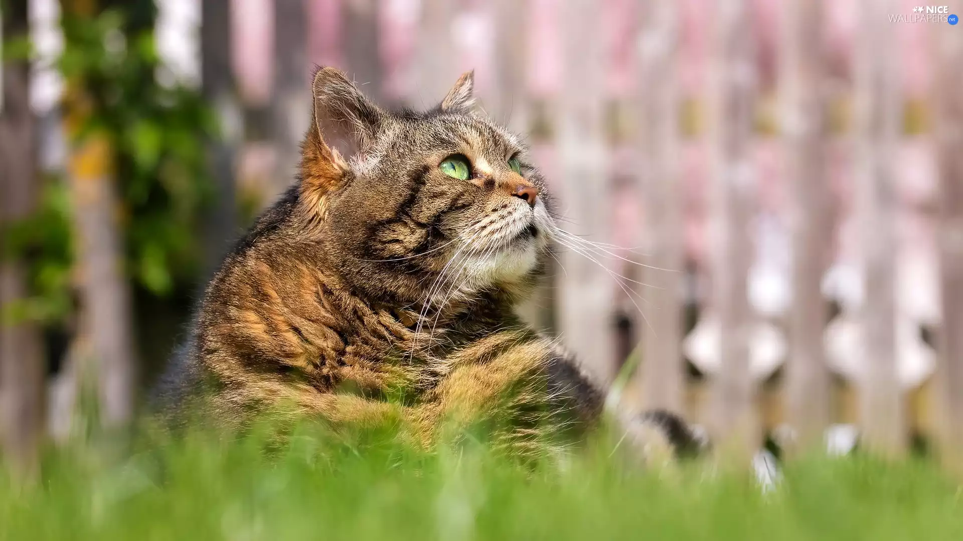 Green-eyed, cat, grass, dun