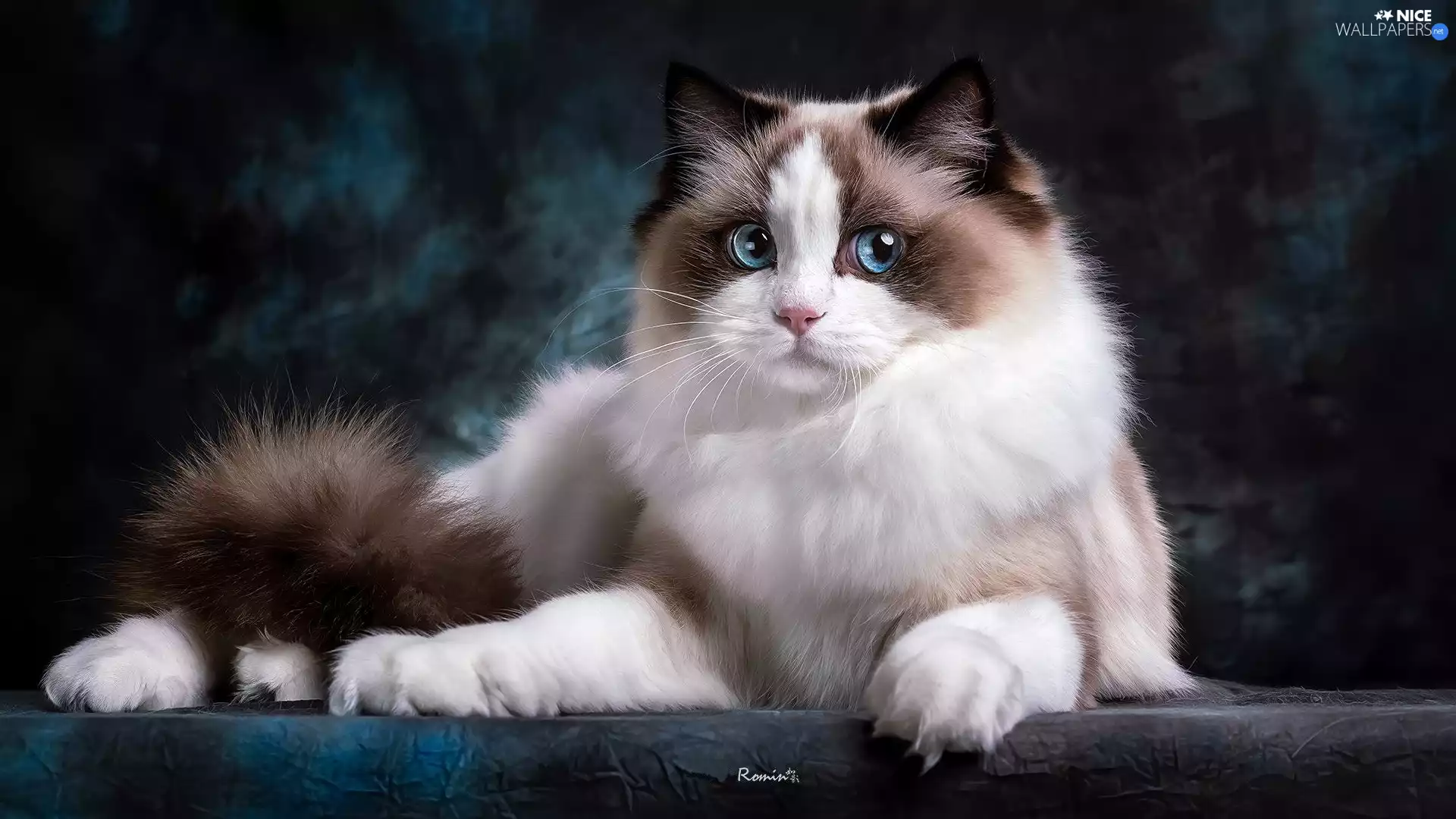 Blue Eyed, cat, Ragdoll, Longhaired