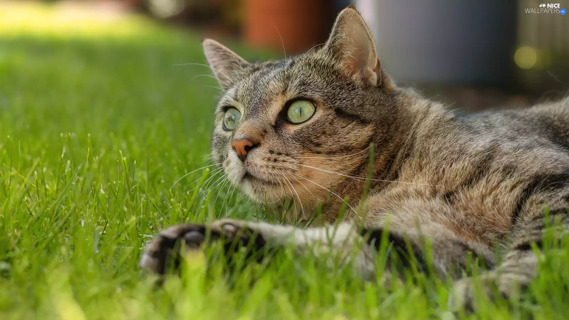 mouth, grass, Green-eyed, cat, dun