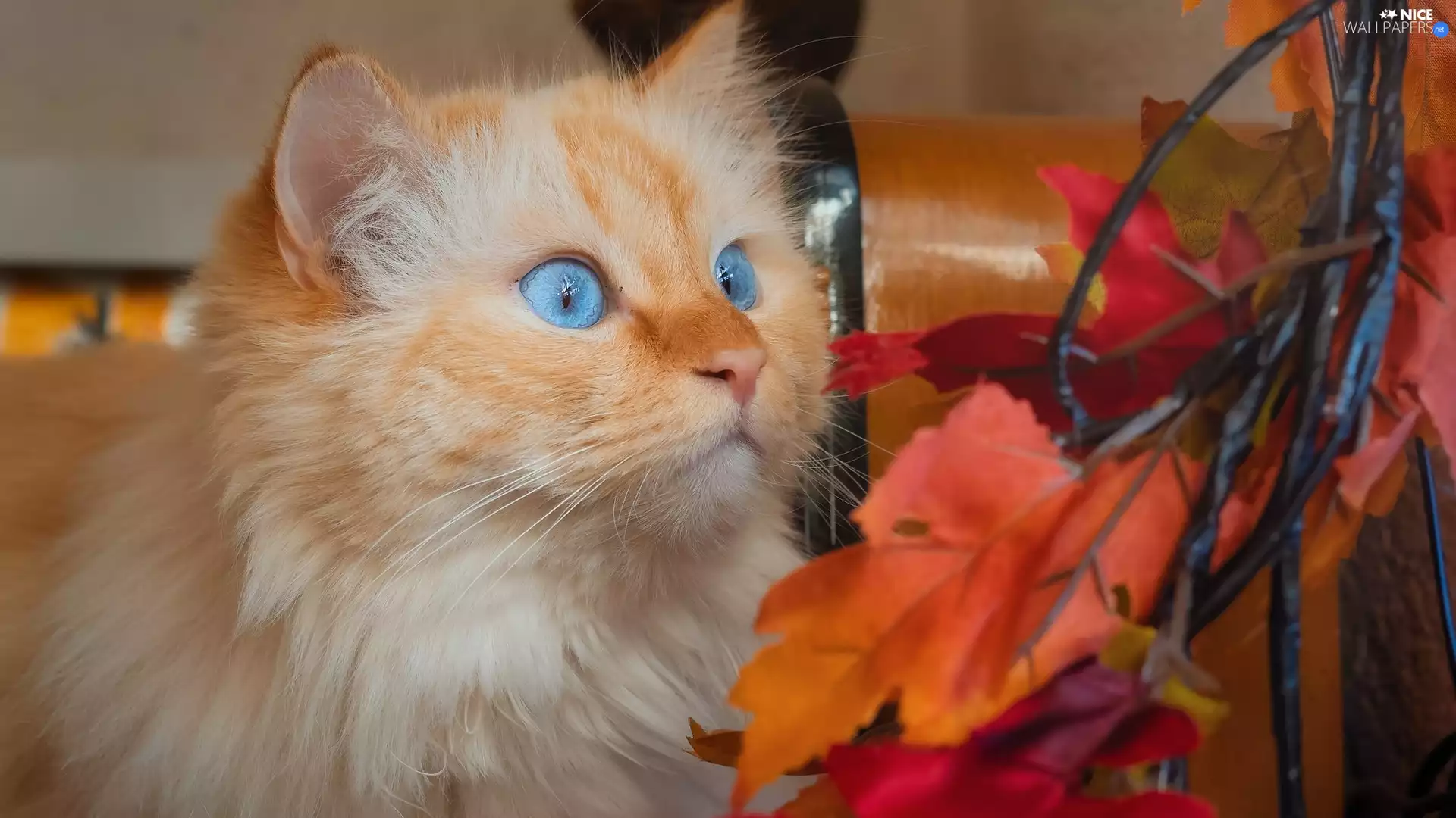 Twigs, Leaf, Blue Eyed, cat, gazing