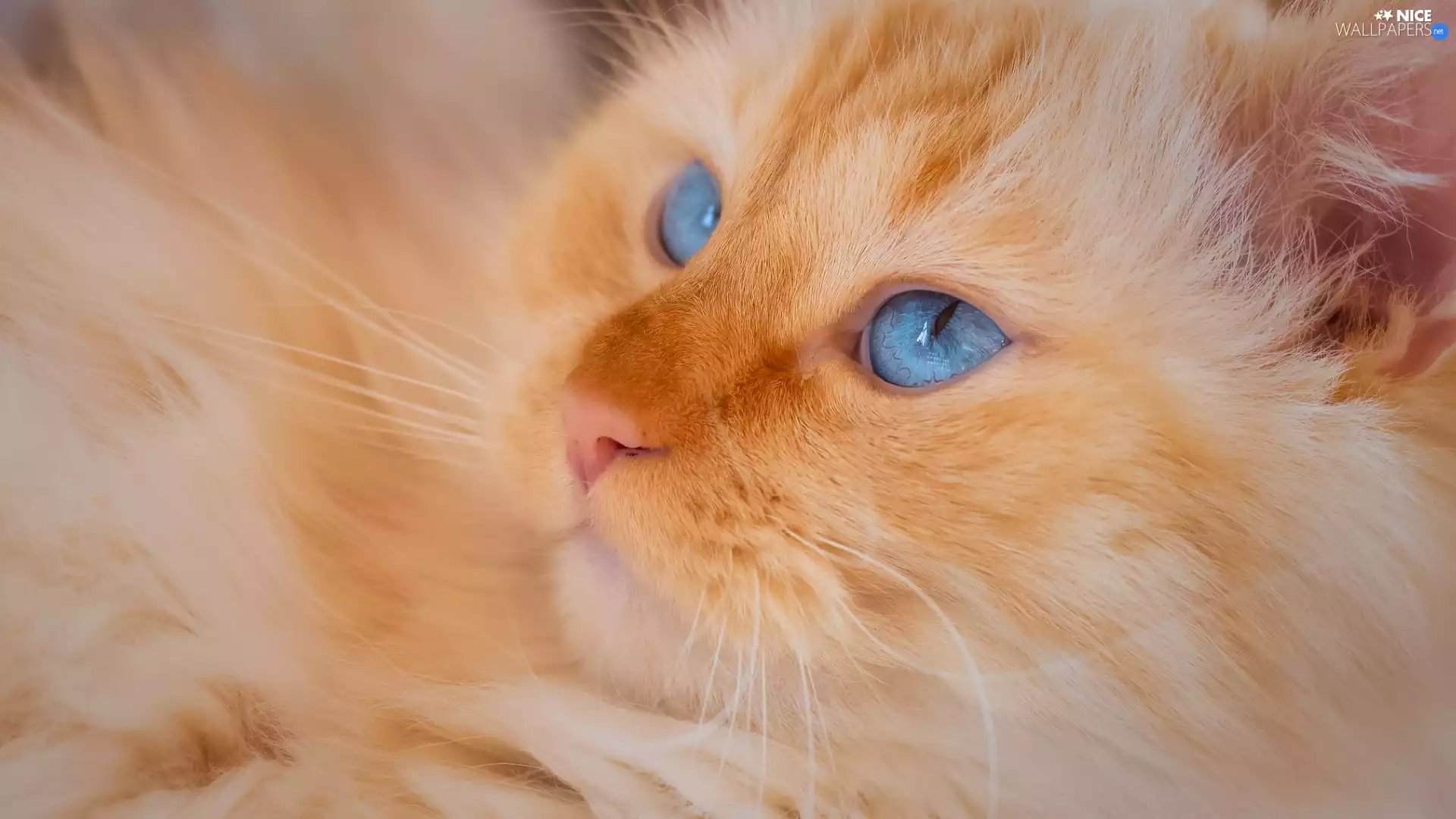 Head, rapprochement, Blue Eyed, cat, ginger