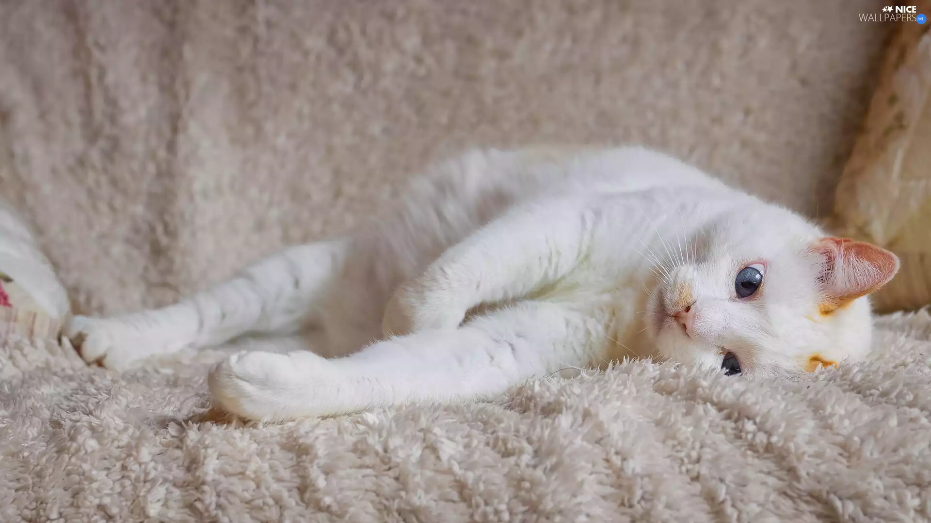 cat, coverlet, Blue Eyed, lying, White