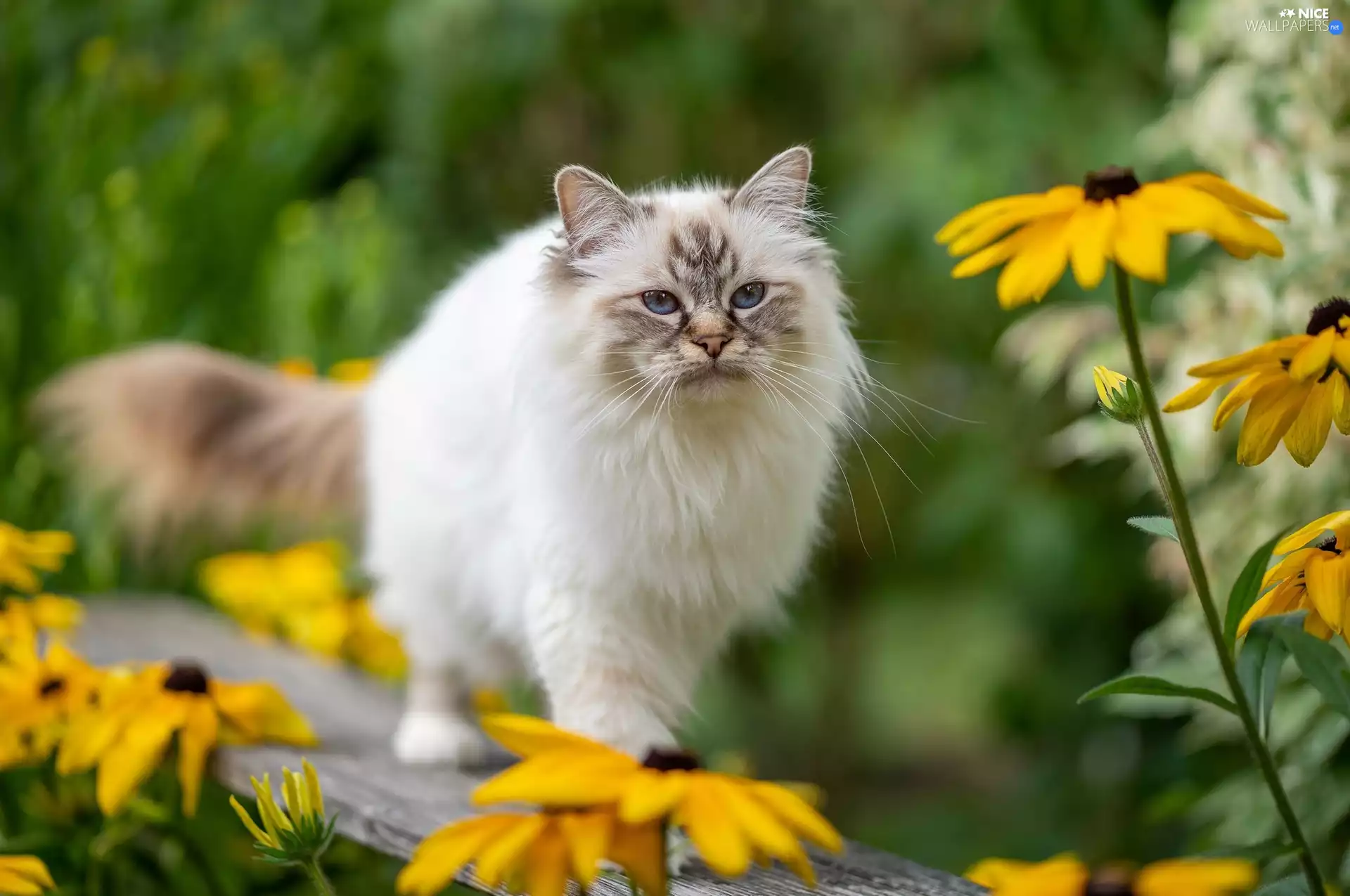 Eyes, Ragdoll Cat, Yellow Flowers, Blue, fluffy, Bench, blur