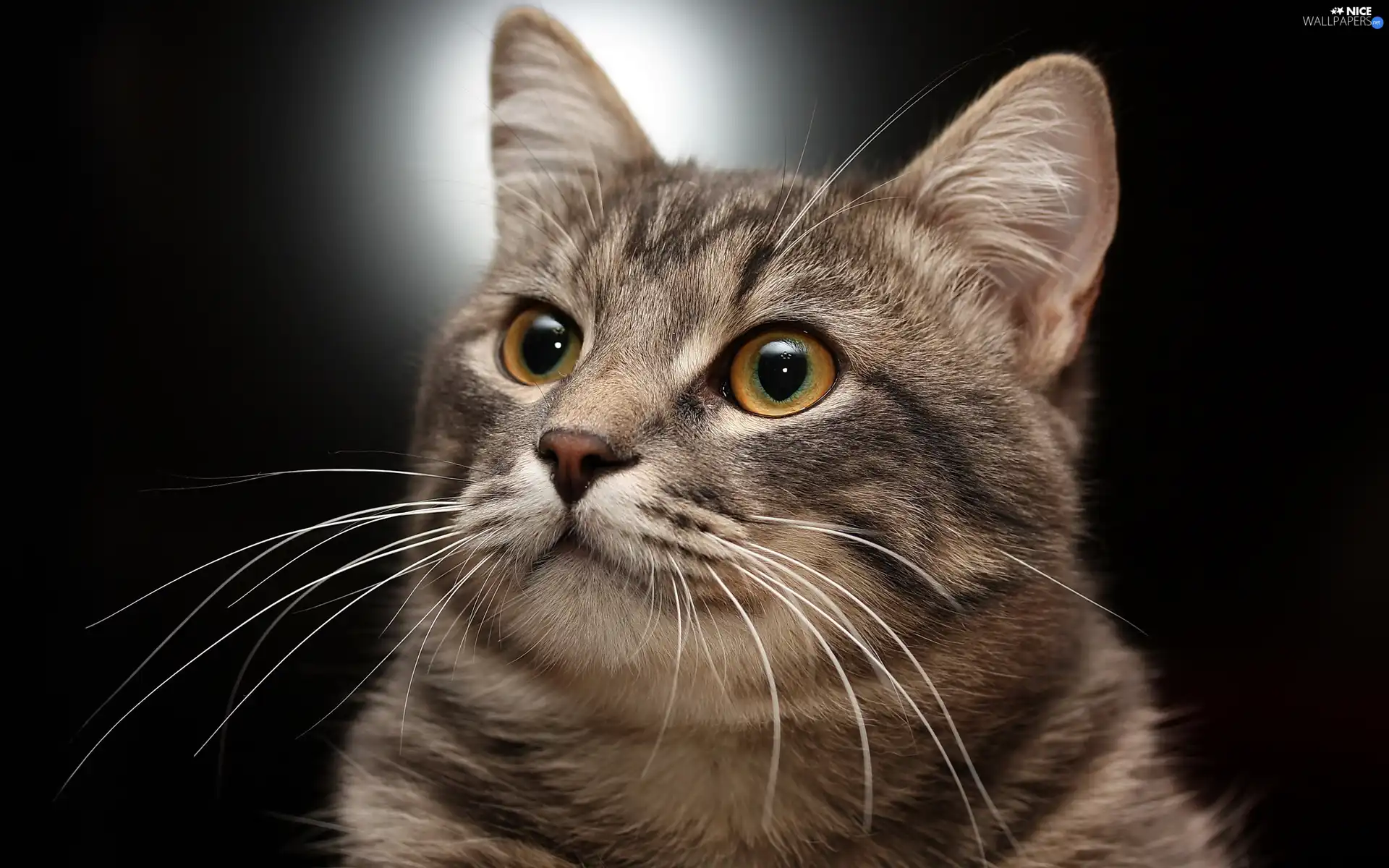 gray, Clever, Eyes, cat