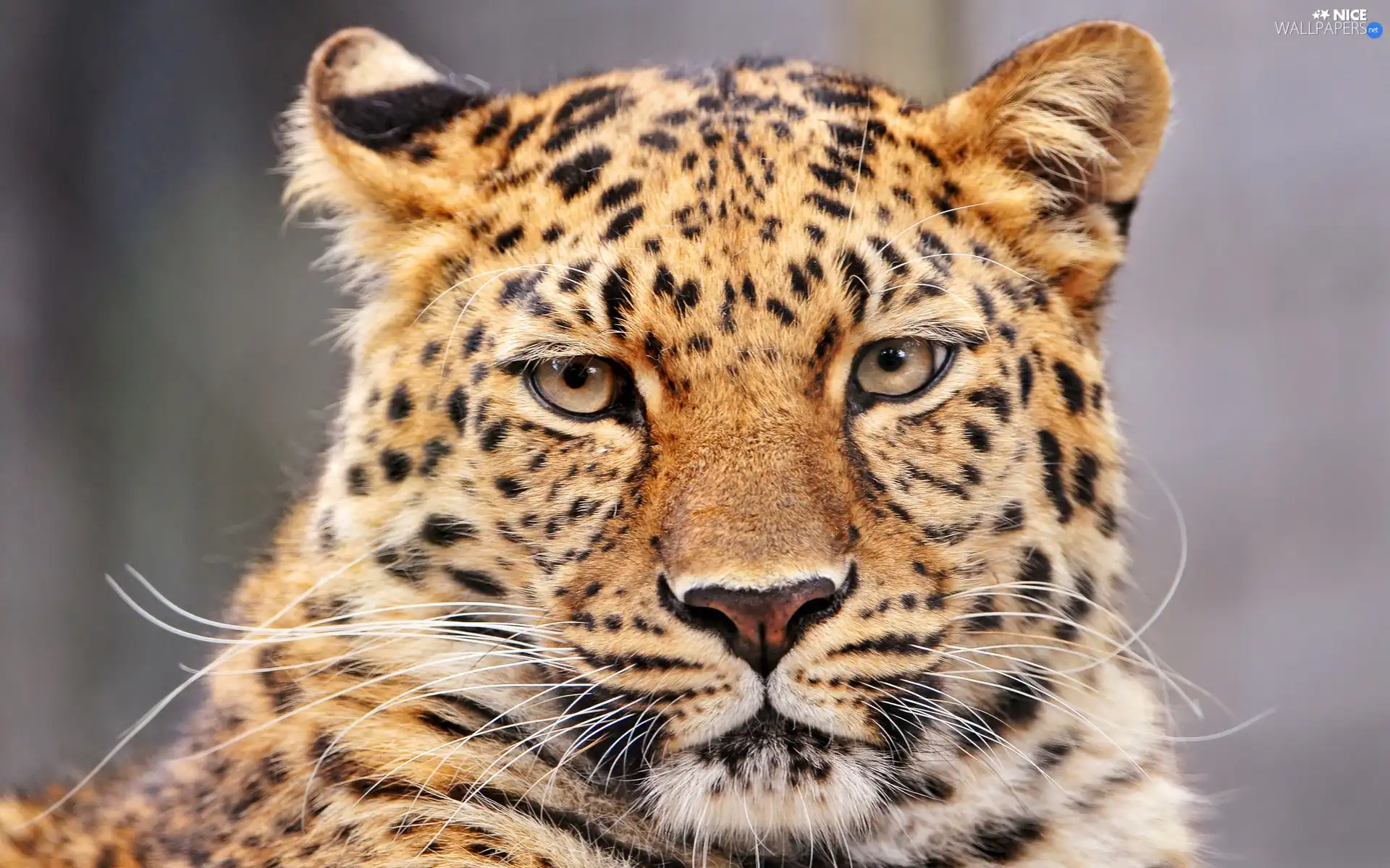 Eyes, leopard, moustache