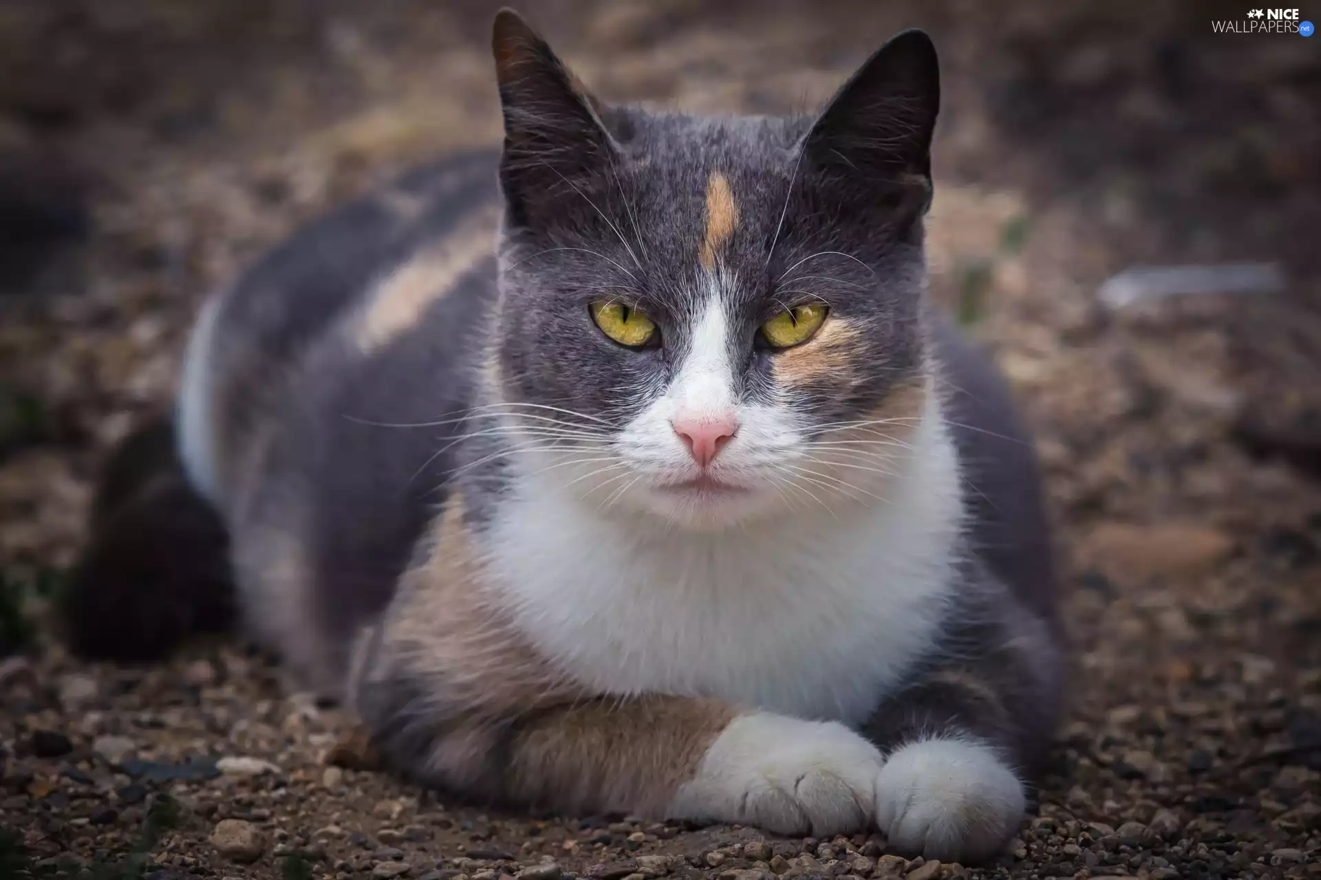 cat, Eyes, The look, Yellow