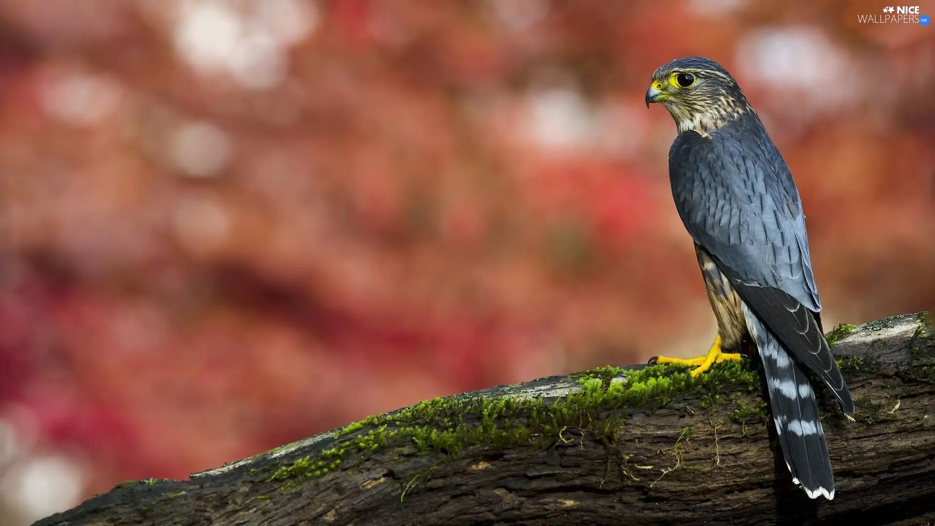 Bird, falcon