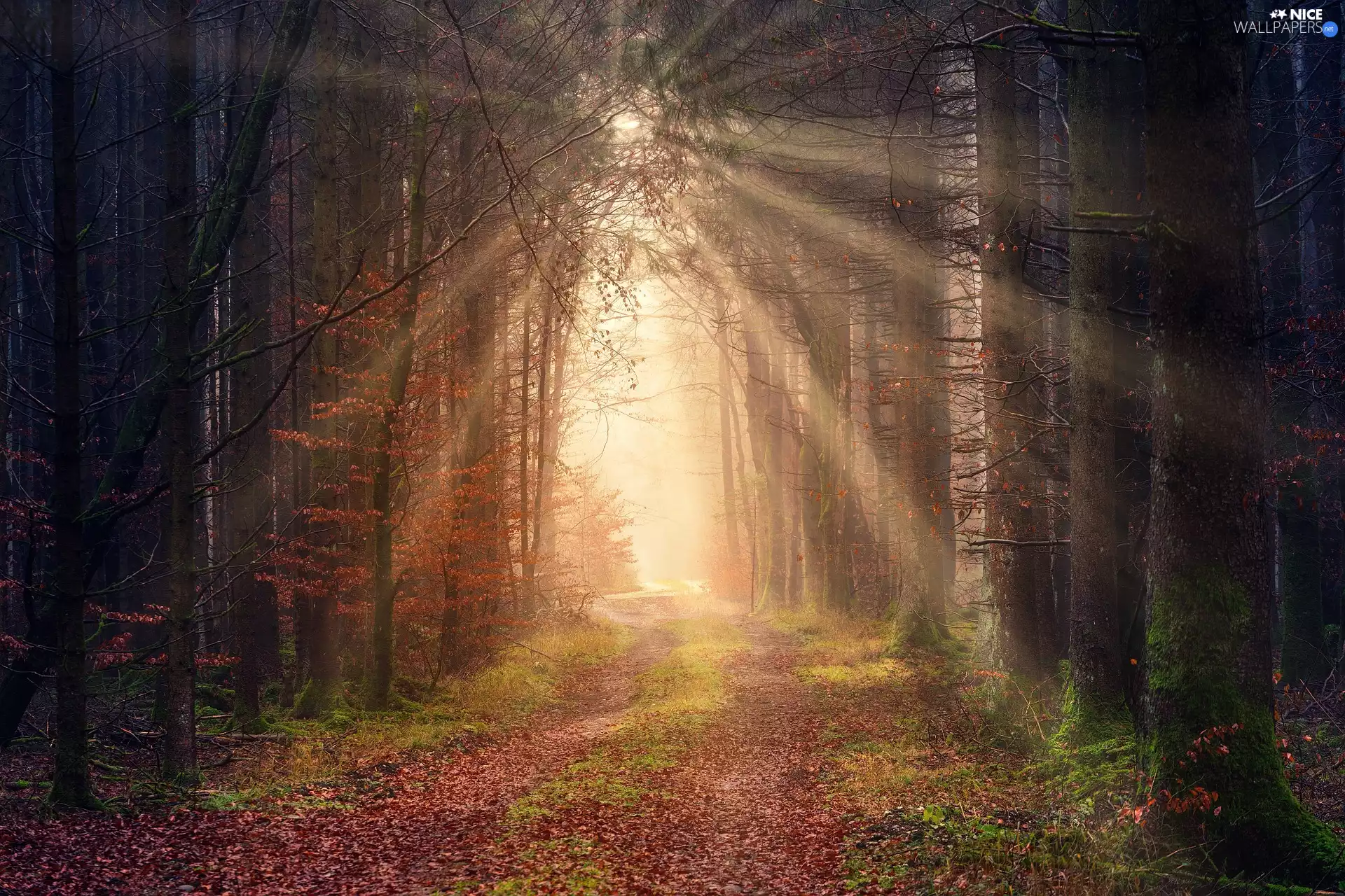 trees, viewes, light breaking through sky, fallen, Path, forest, autumn, Leaf