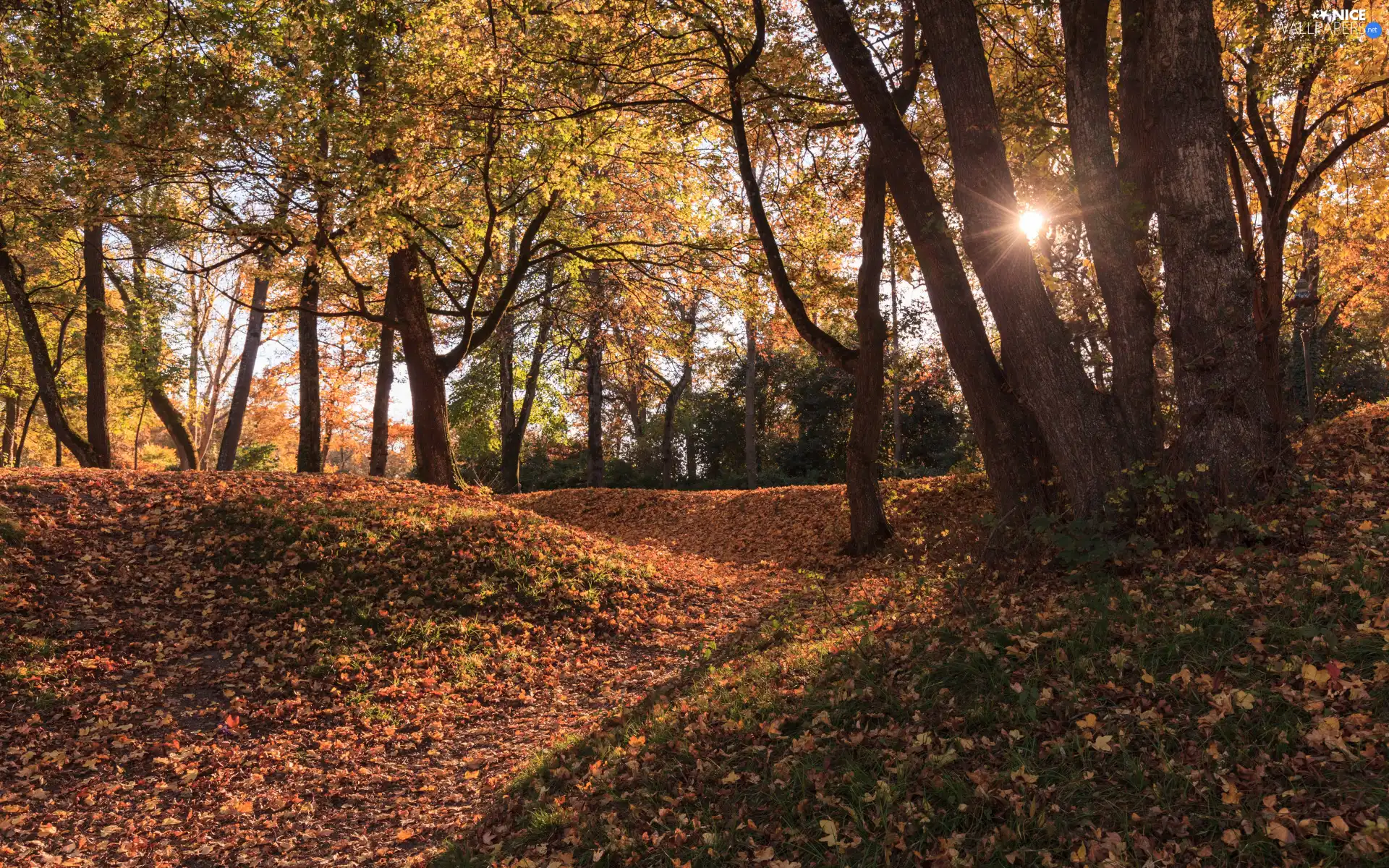 trees, viewes, rays of the Sun, fallen, Path, forest, autumn, Leaf