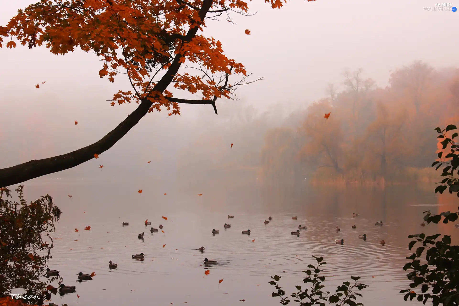 ducks, Fog, Falling, Leaf, trees, lake