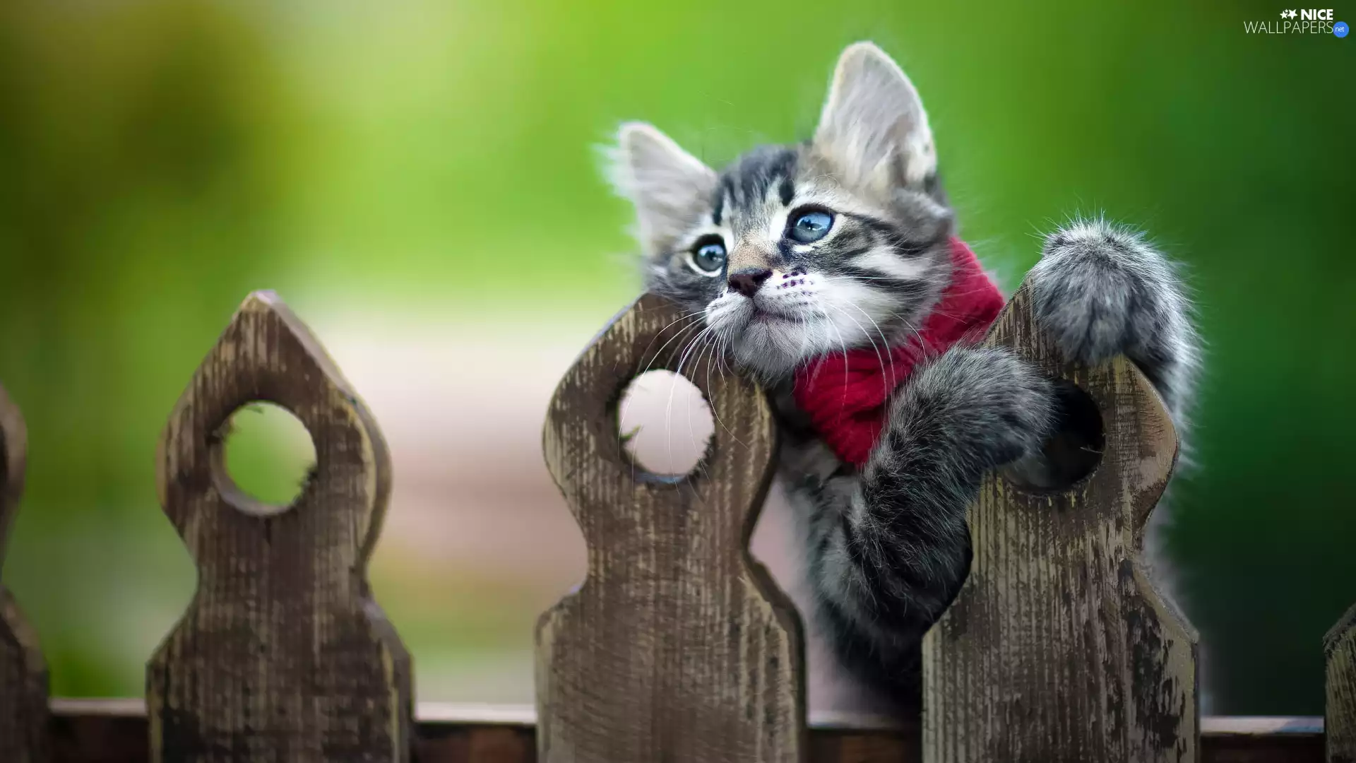 Scarf, Fance, cat, Red, small