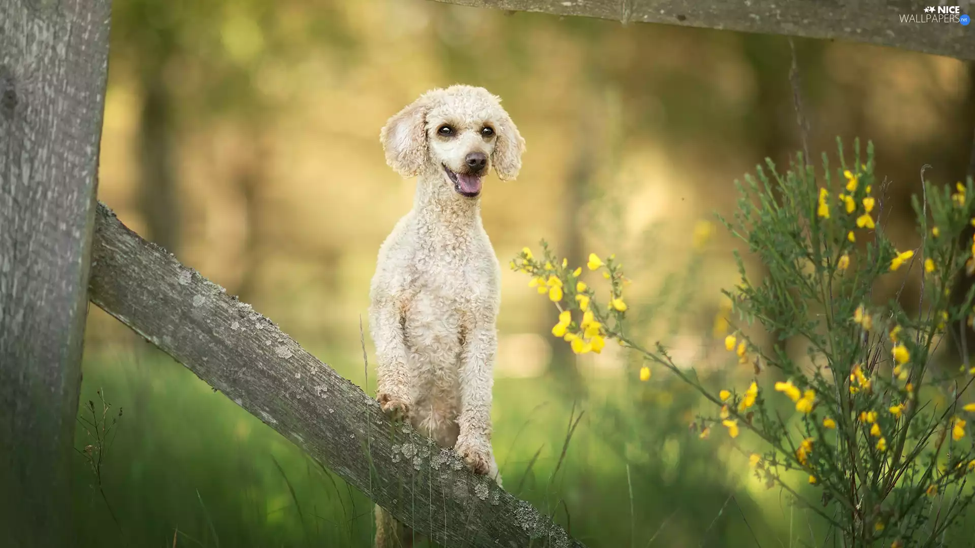 dog, Fance, Flowers, Miniature Poodle
