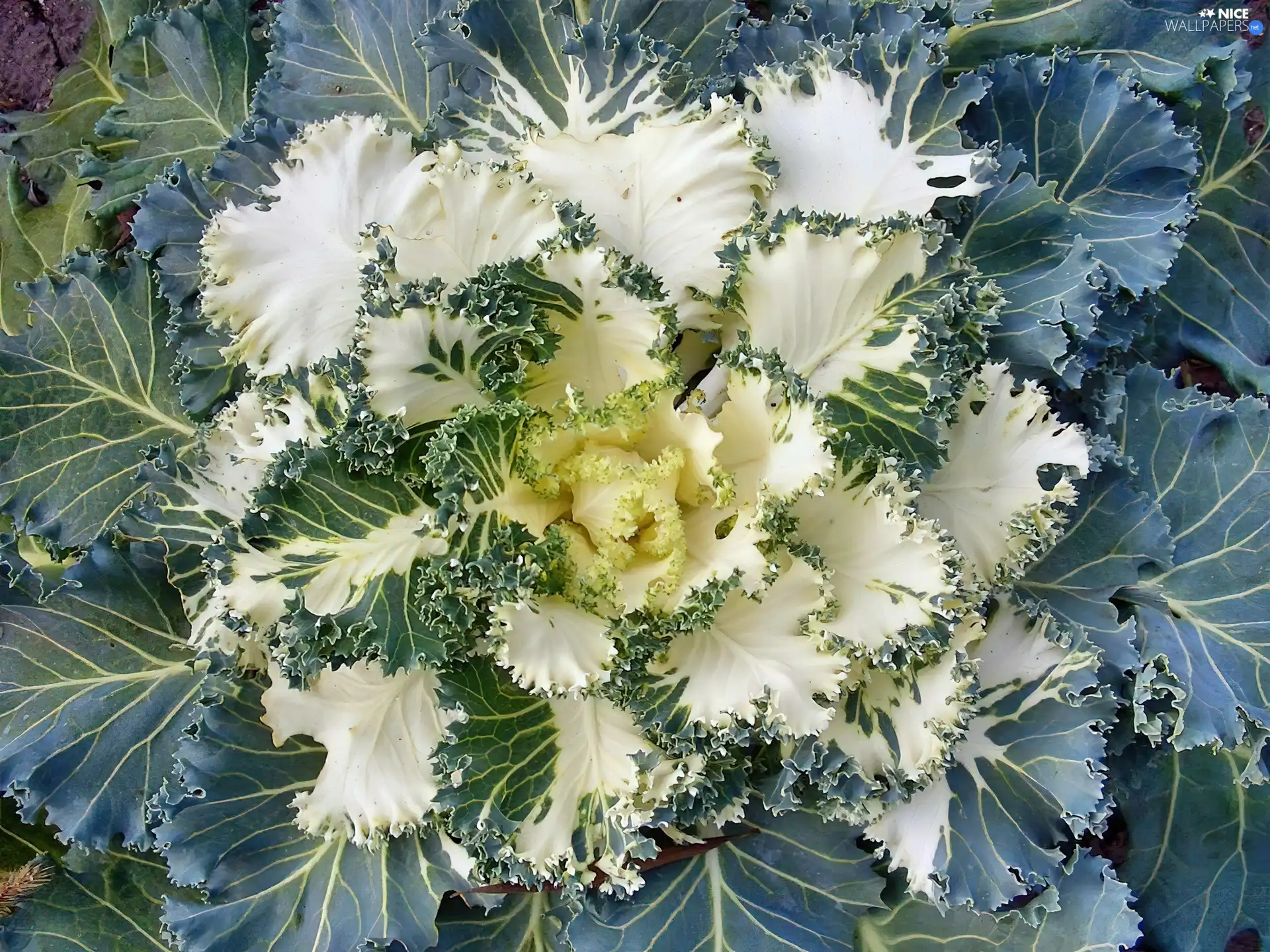 cabbage, fancy