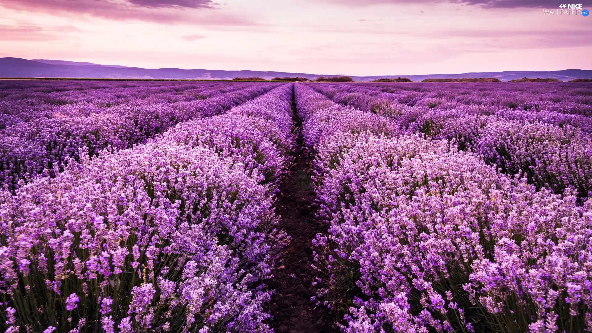 Field, Flowers, lavender, farm