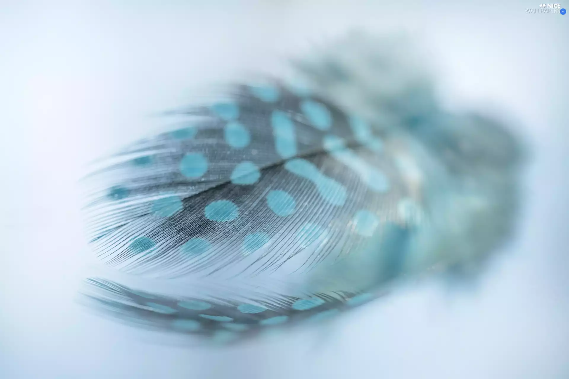 Blue, Spots, Close, feather