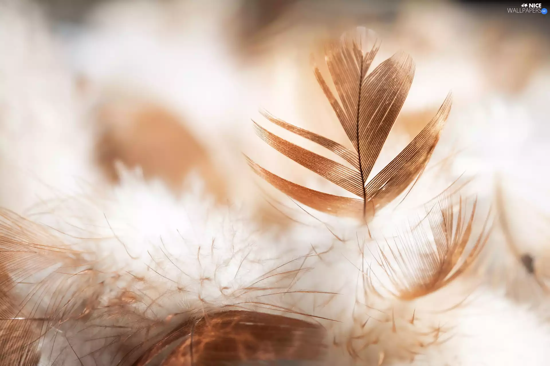 feather, Close, Brown