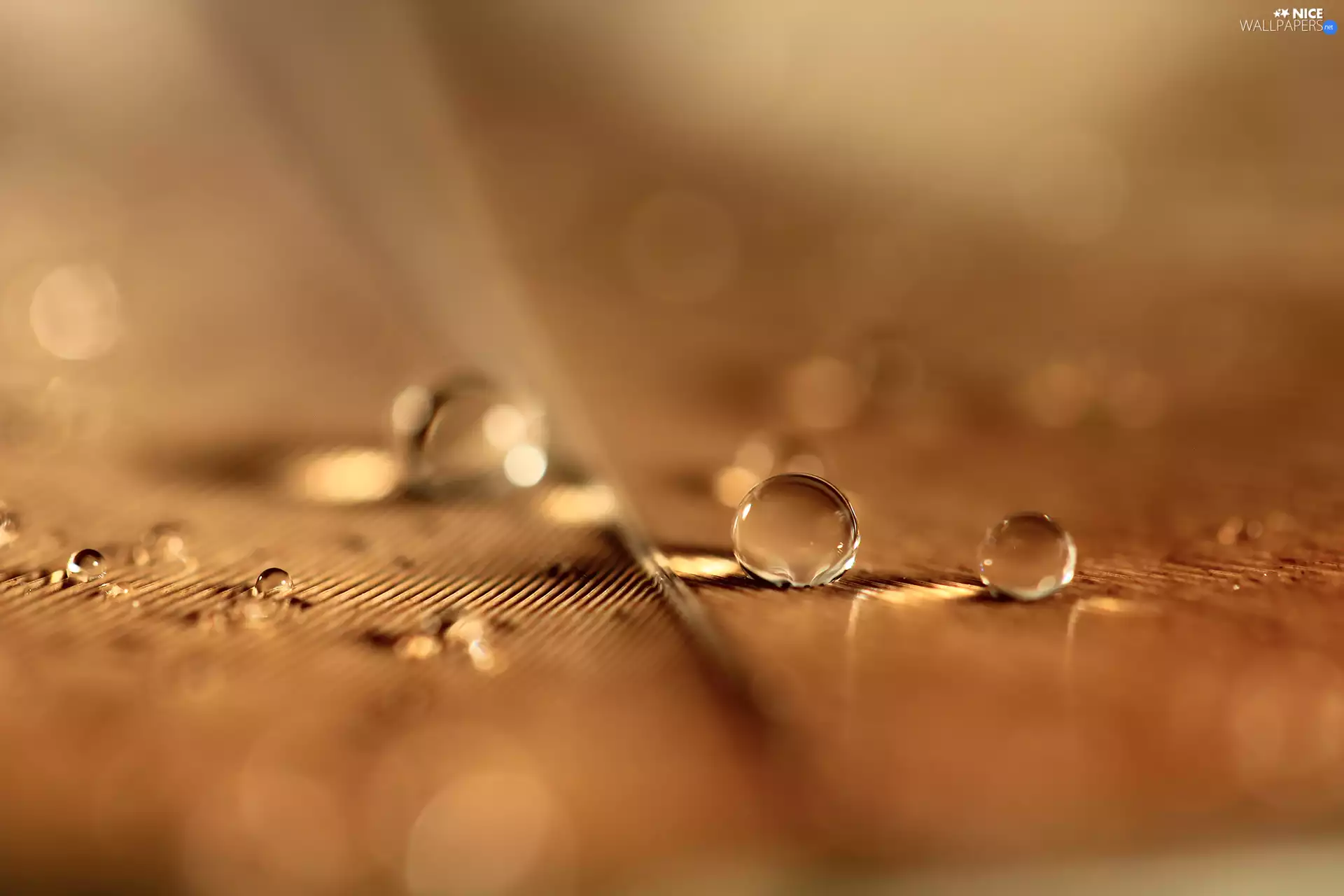 feather, drops, Close