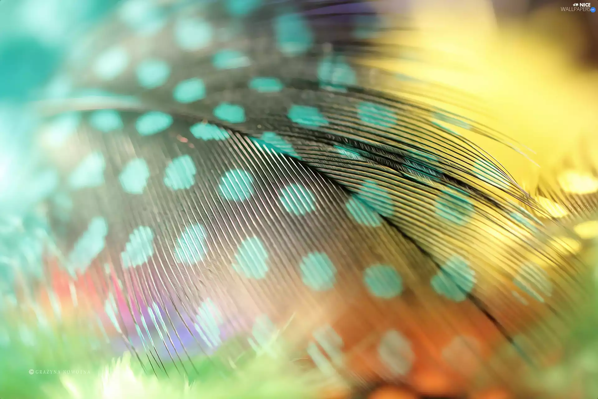 Close, green ones, feather