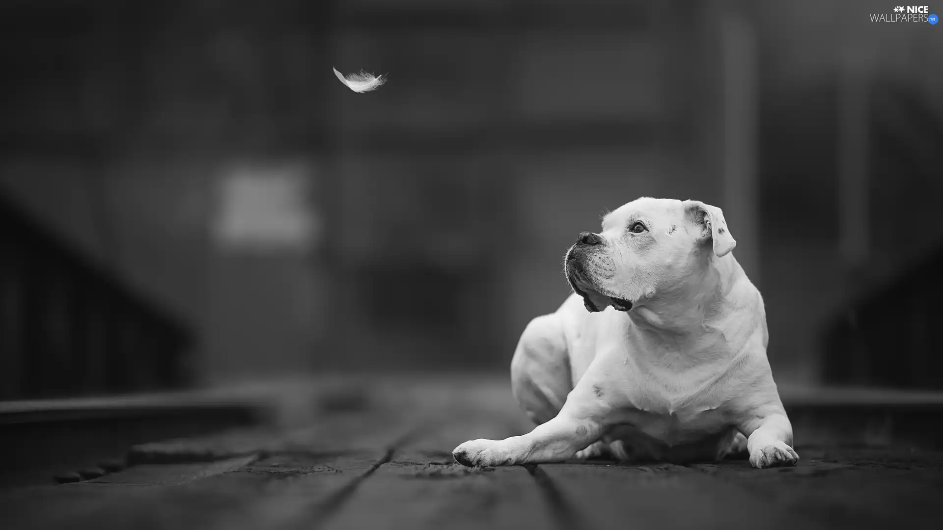 dog, boxer, feather, White