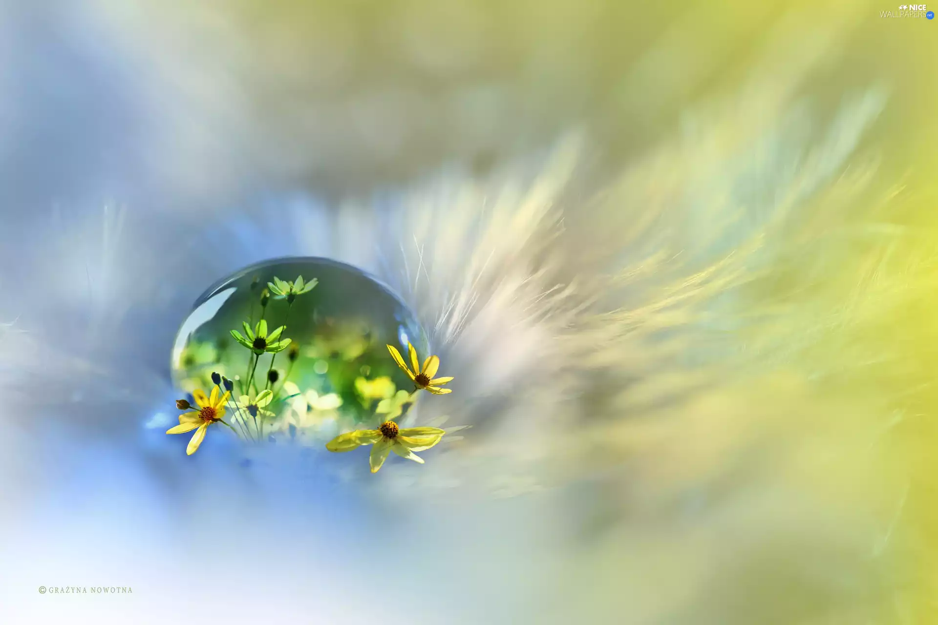 drop, Flowers, photomontage, feather