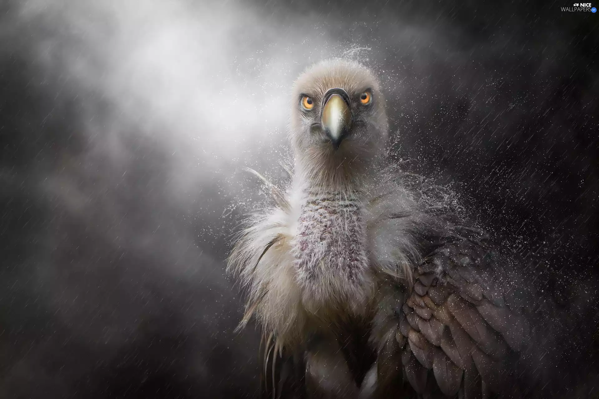 Drapieżnik, Bird, drops, feather, Rain, Griffon Vulture