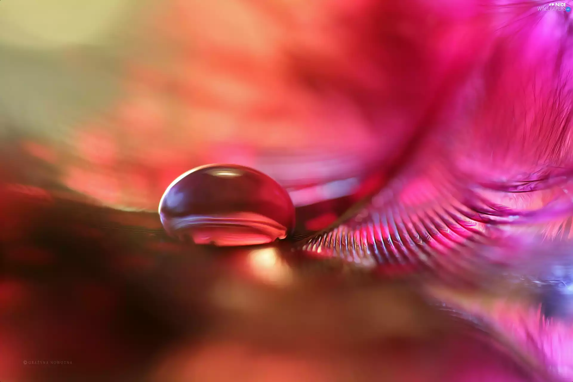 Pink, drop, Close, feather
