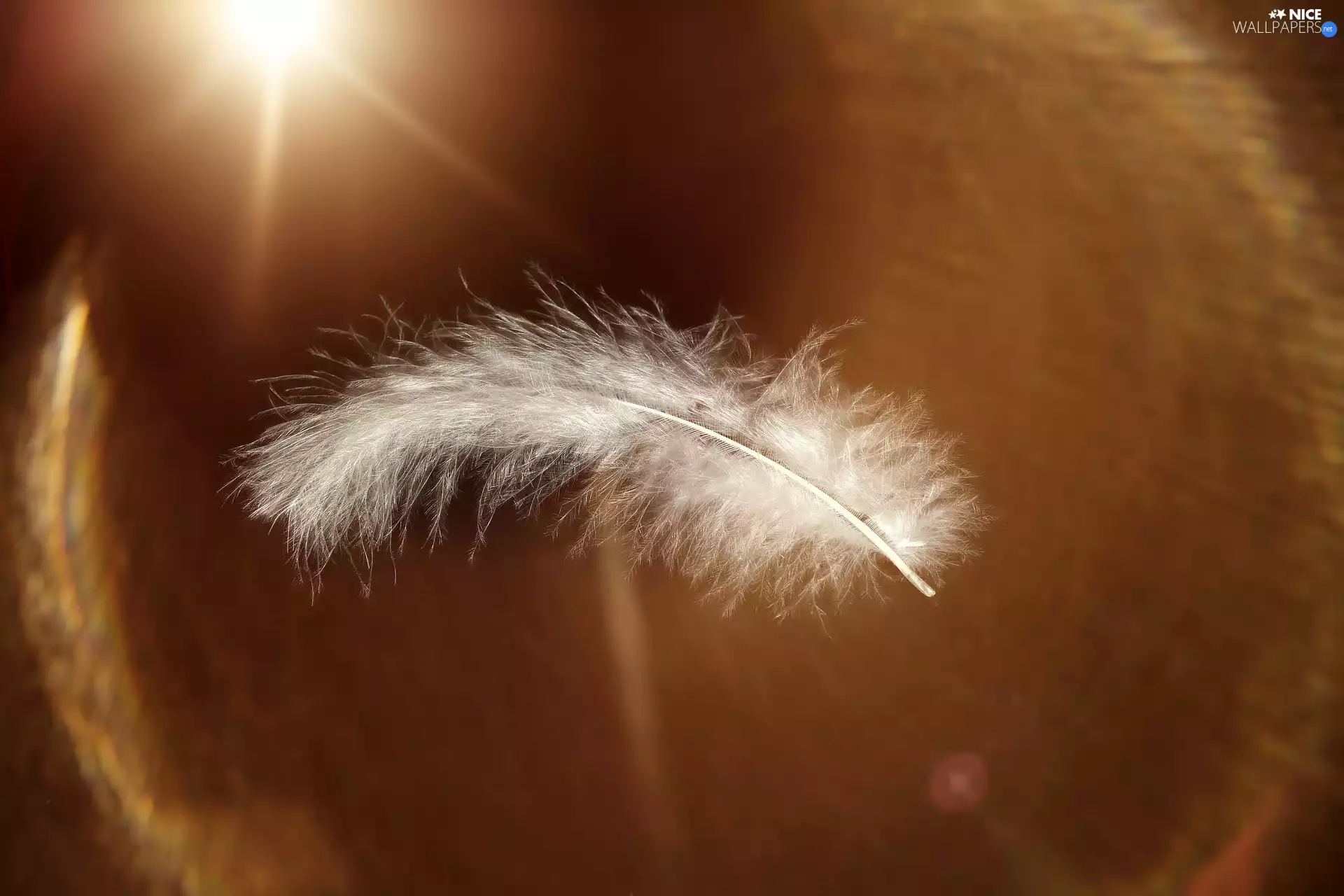 feather, Close, White