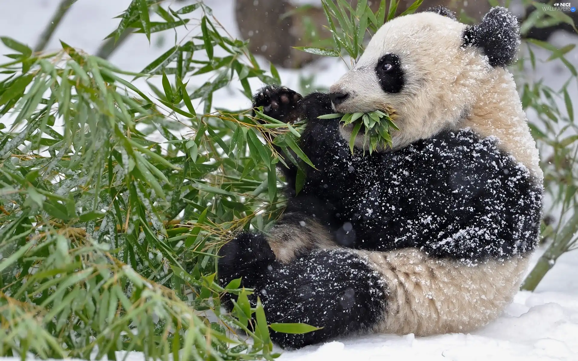 feed, winter, zpabda, branch, teddy bear