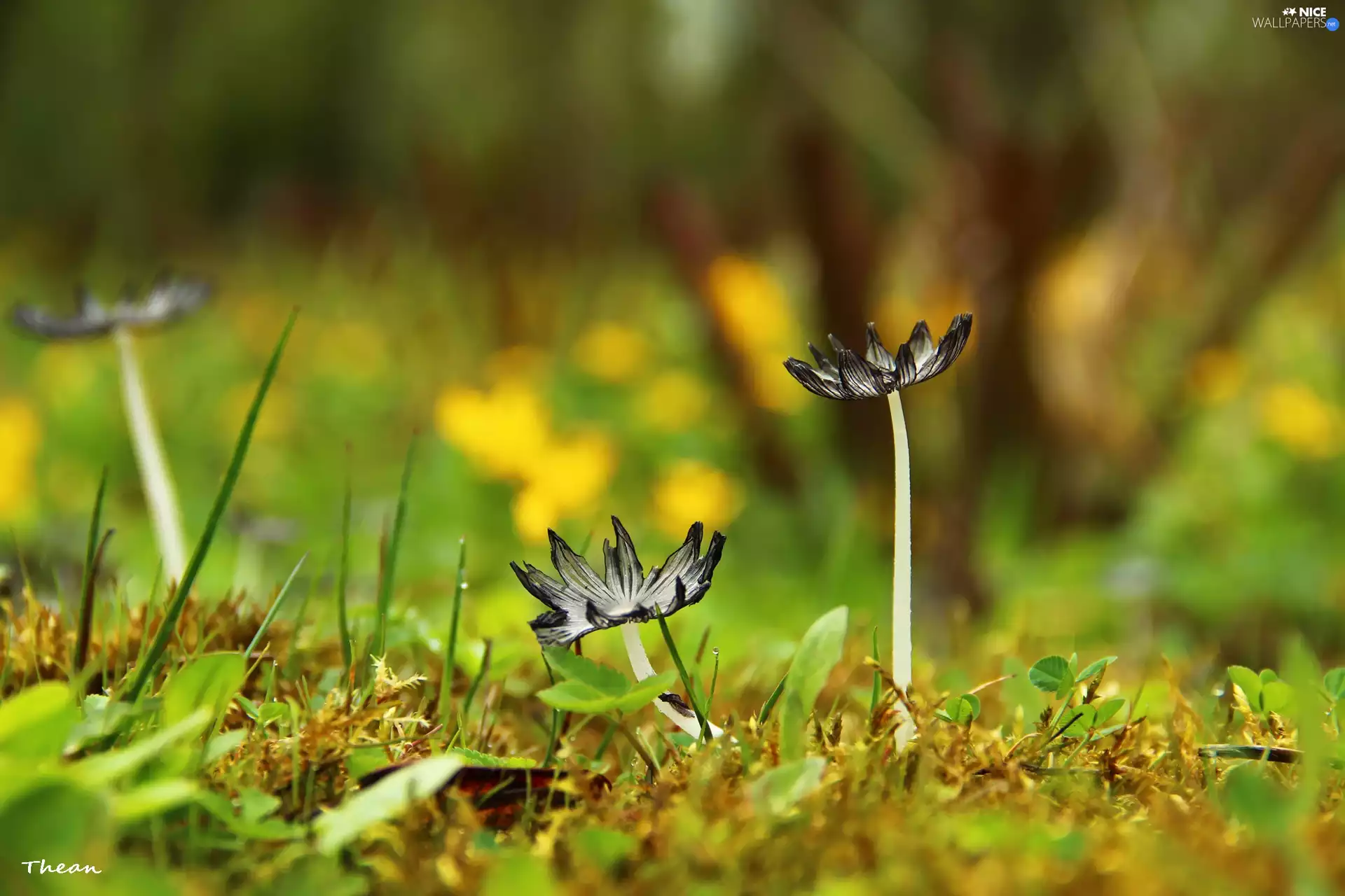 feet, mushrooms, hats