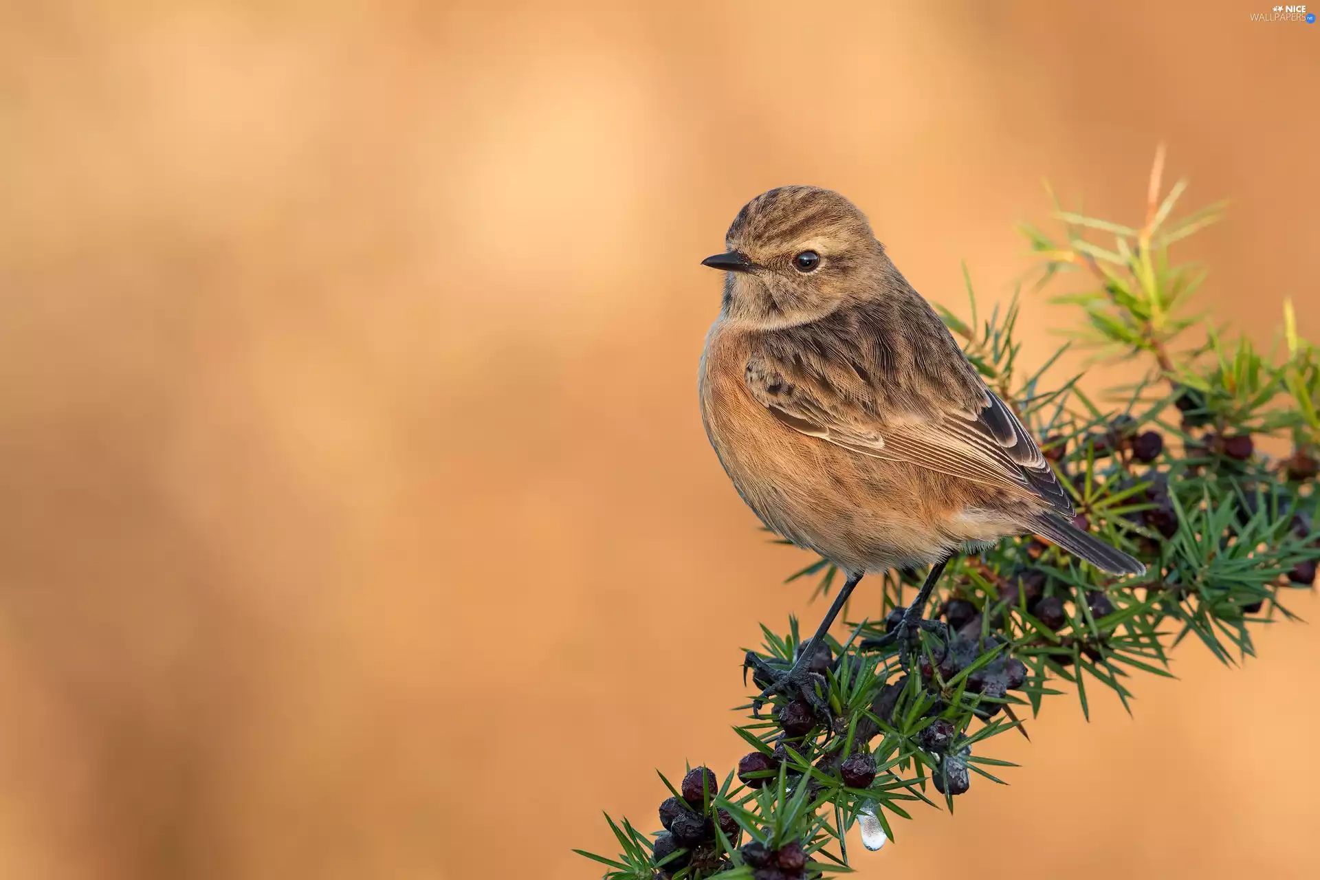 Bird, female, twig, European Stonechat