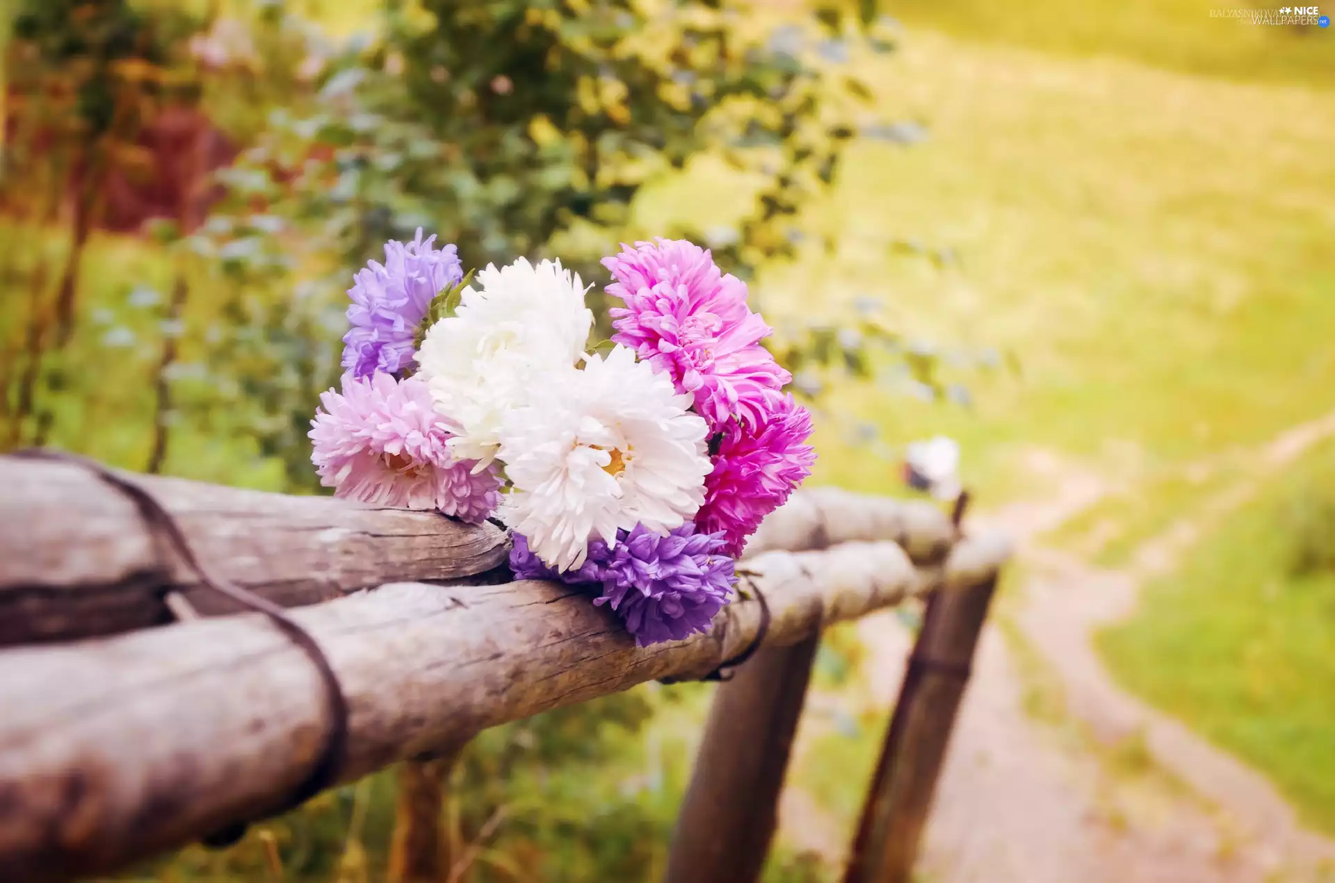 bouquet, Meadow, Astra, fence, summer, Flowers, Path