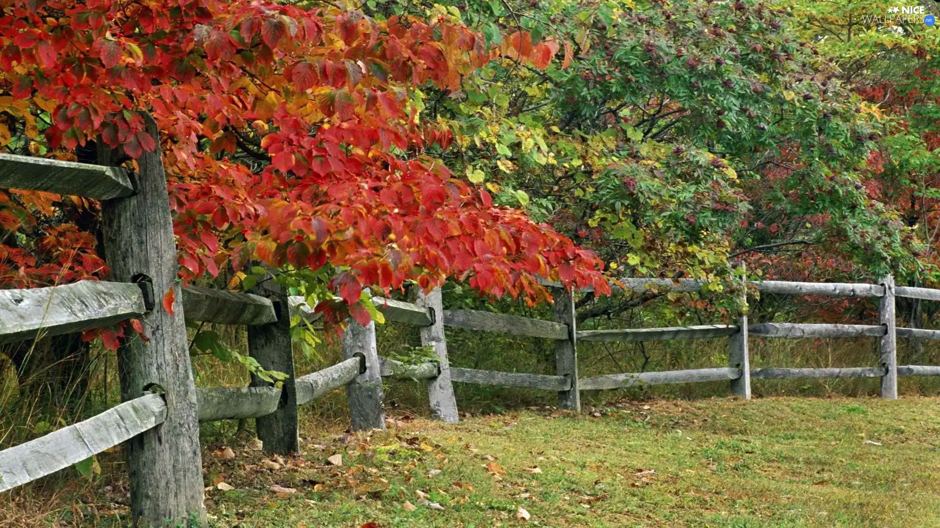 autumn, viewes, fence, trees