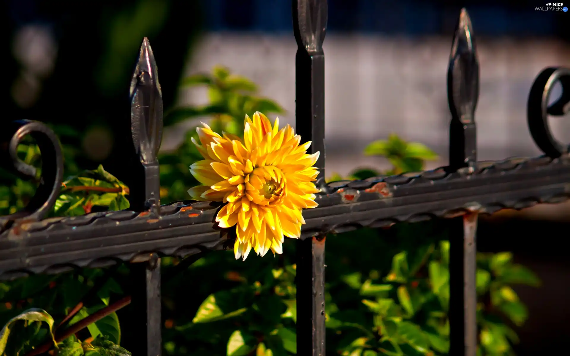 Yellow, metal, fence, Colourfull Flowers