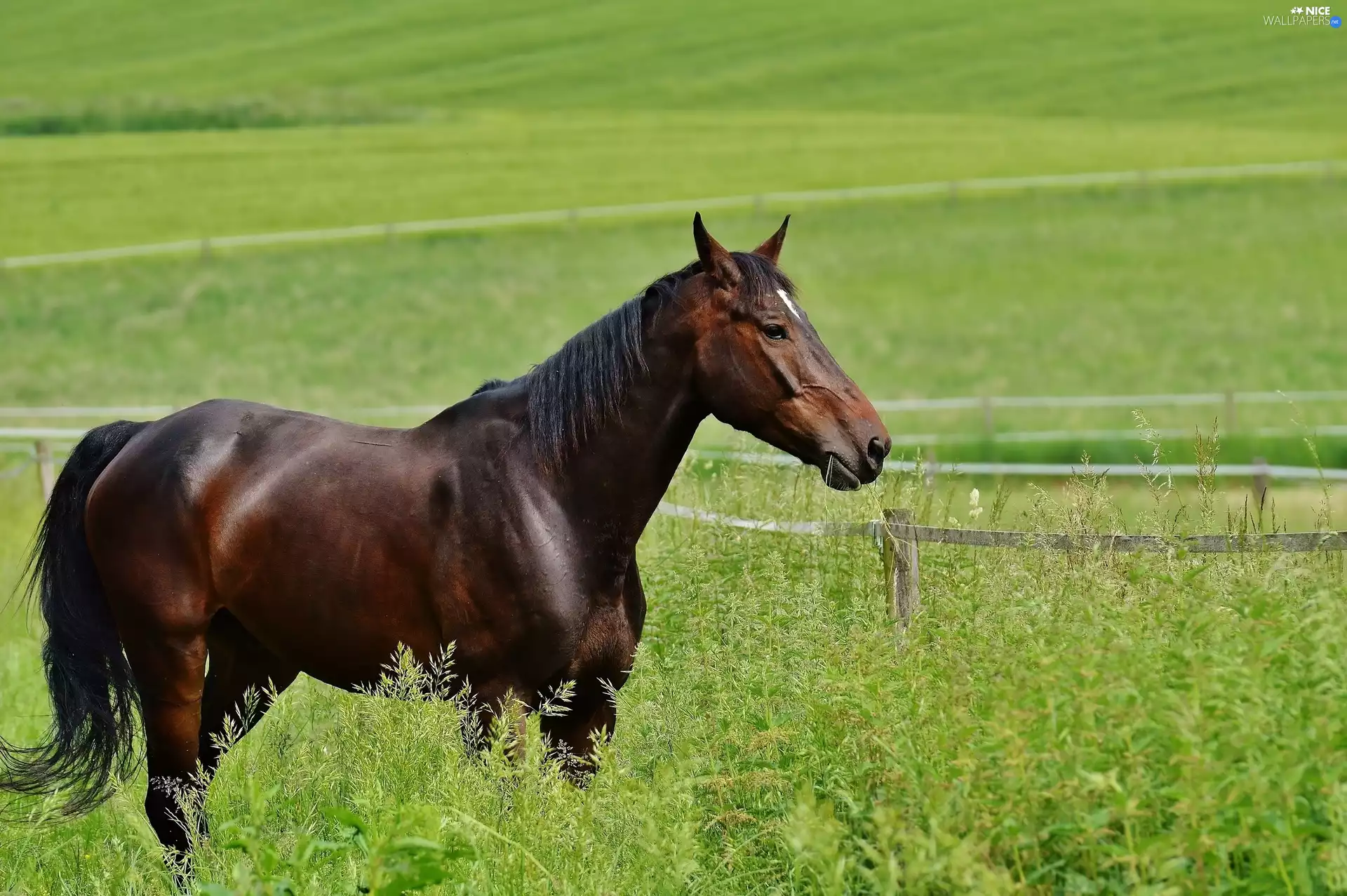 fence, Horse, grass