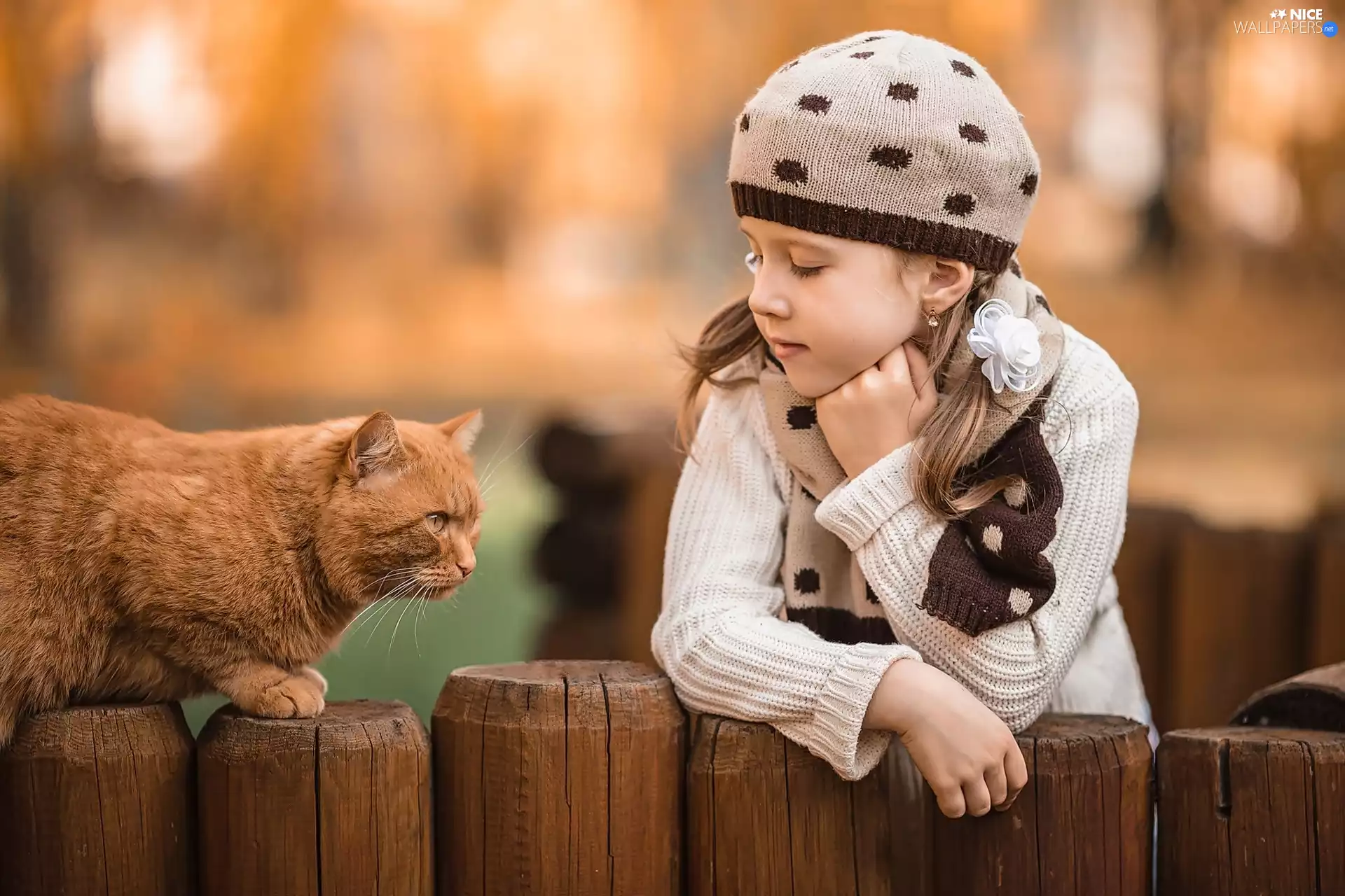 cat, fence, Hat, ginger, girl
