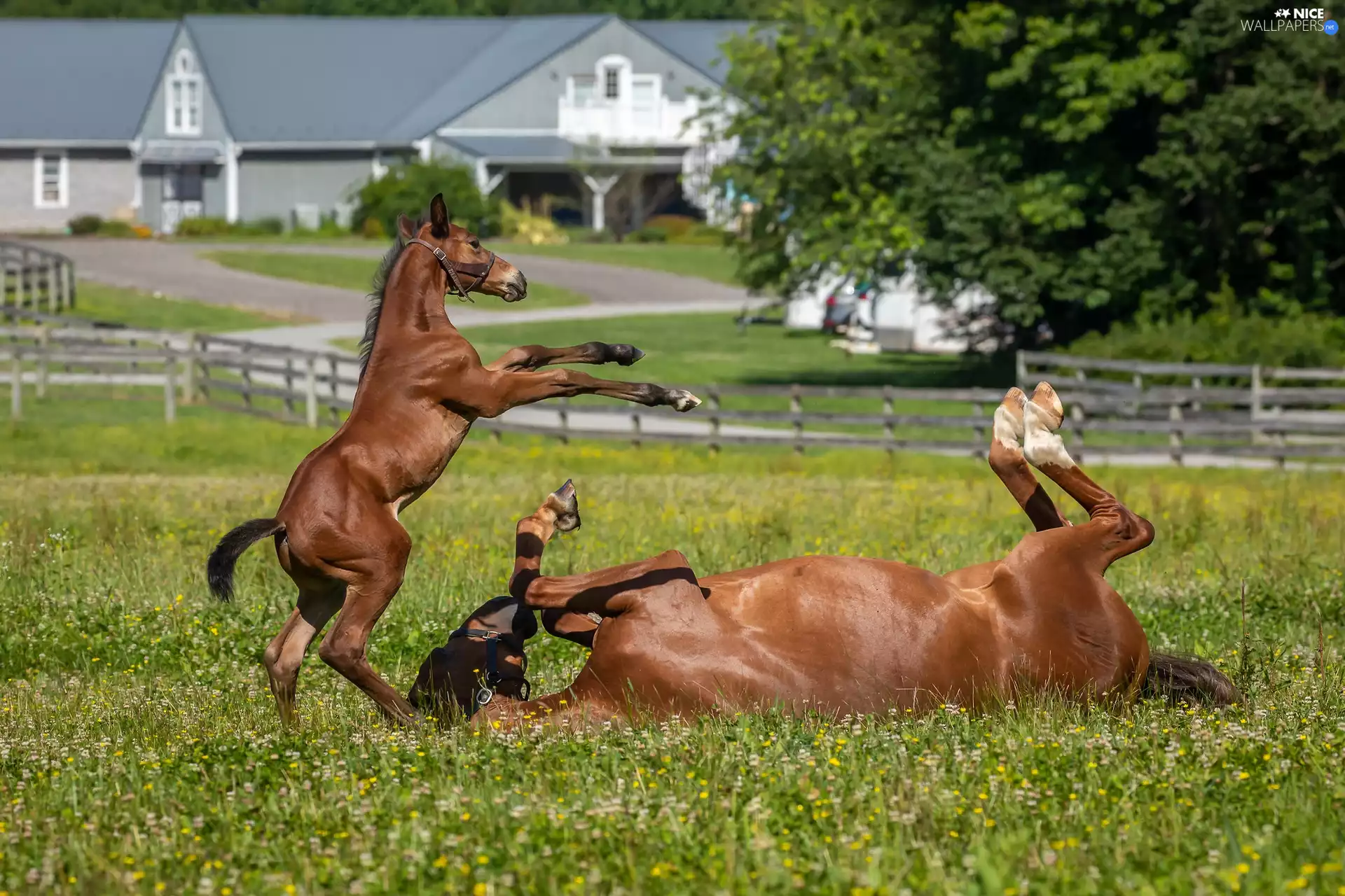 pasture, fence, Mare, Foal, bloodstock