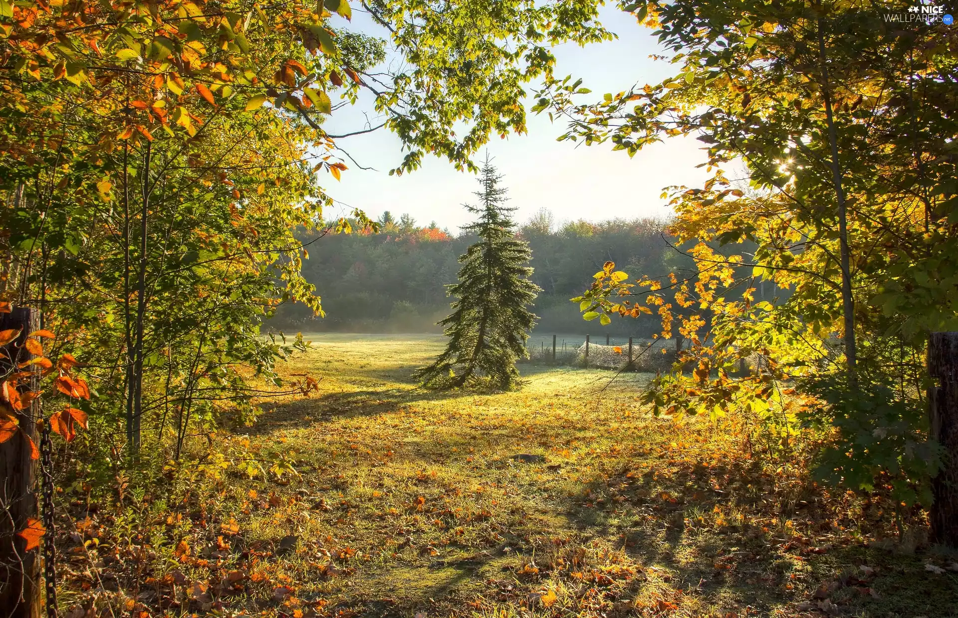viewes, forest, Leaf, fence, fallen, trees