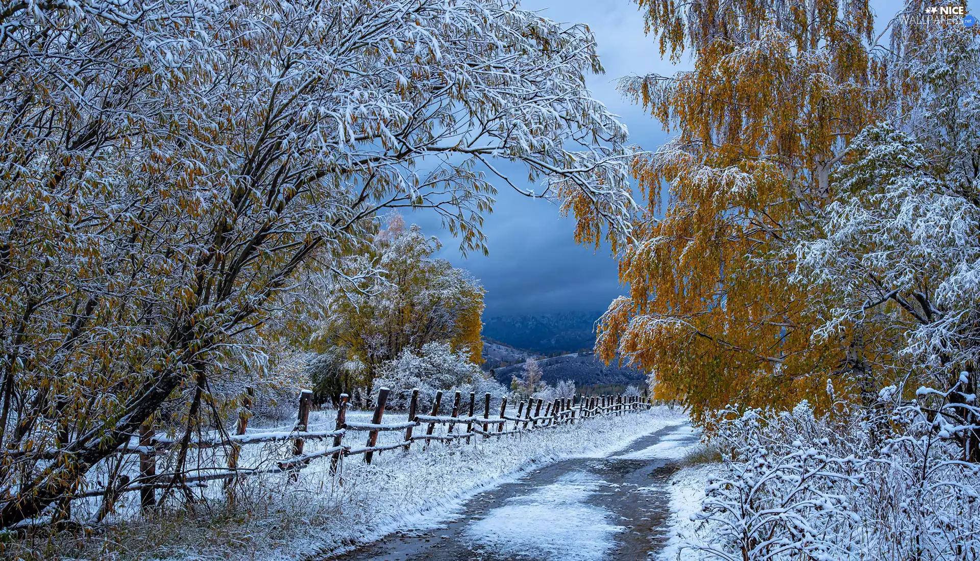Way, fence, trees, viewes, winter