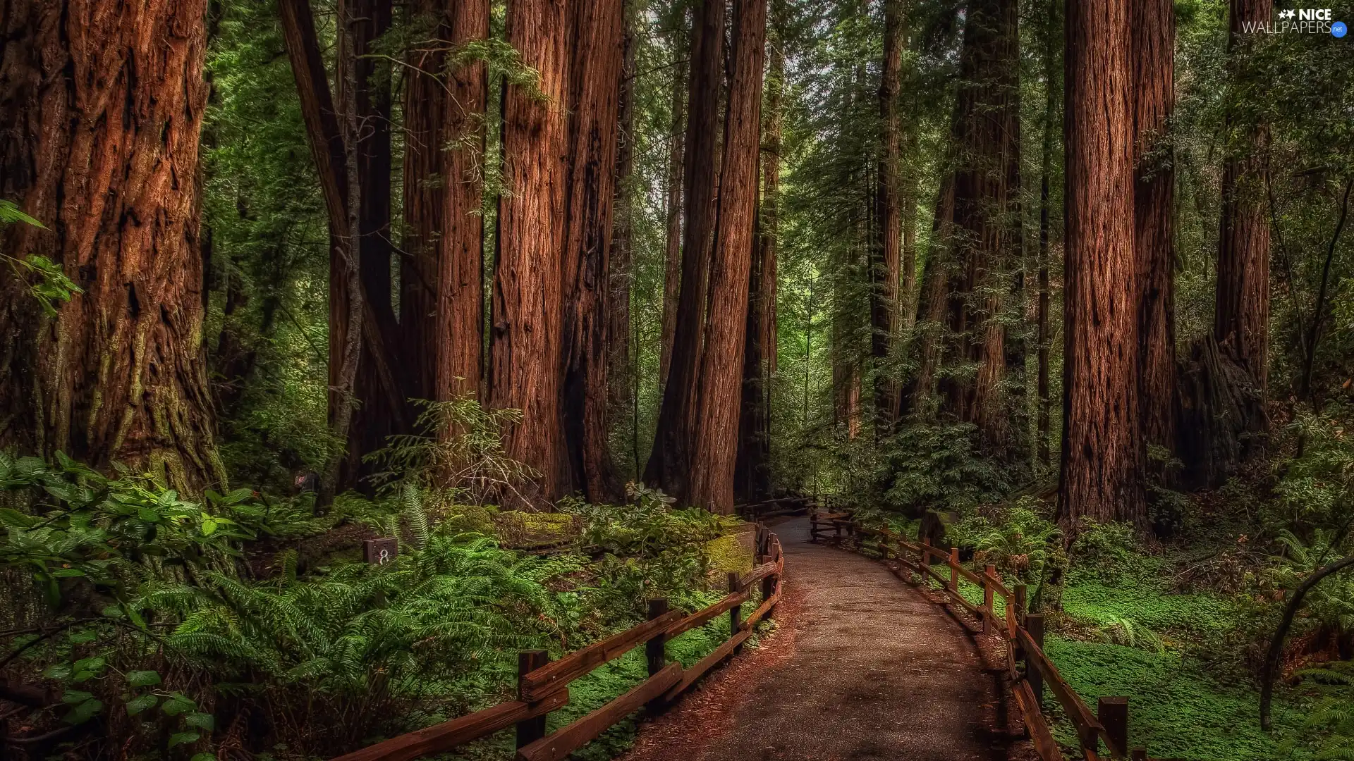 fence, forest, Way