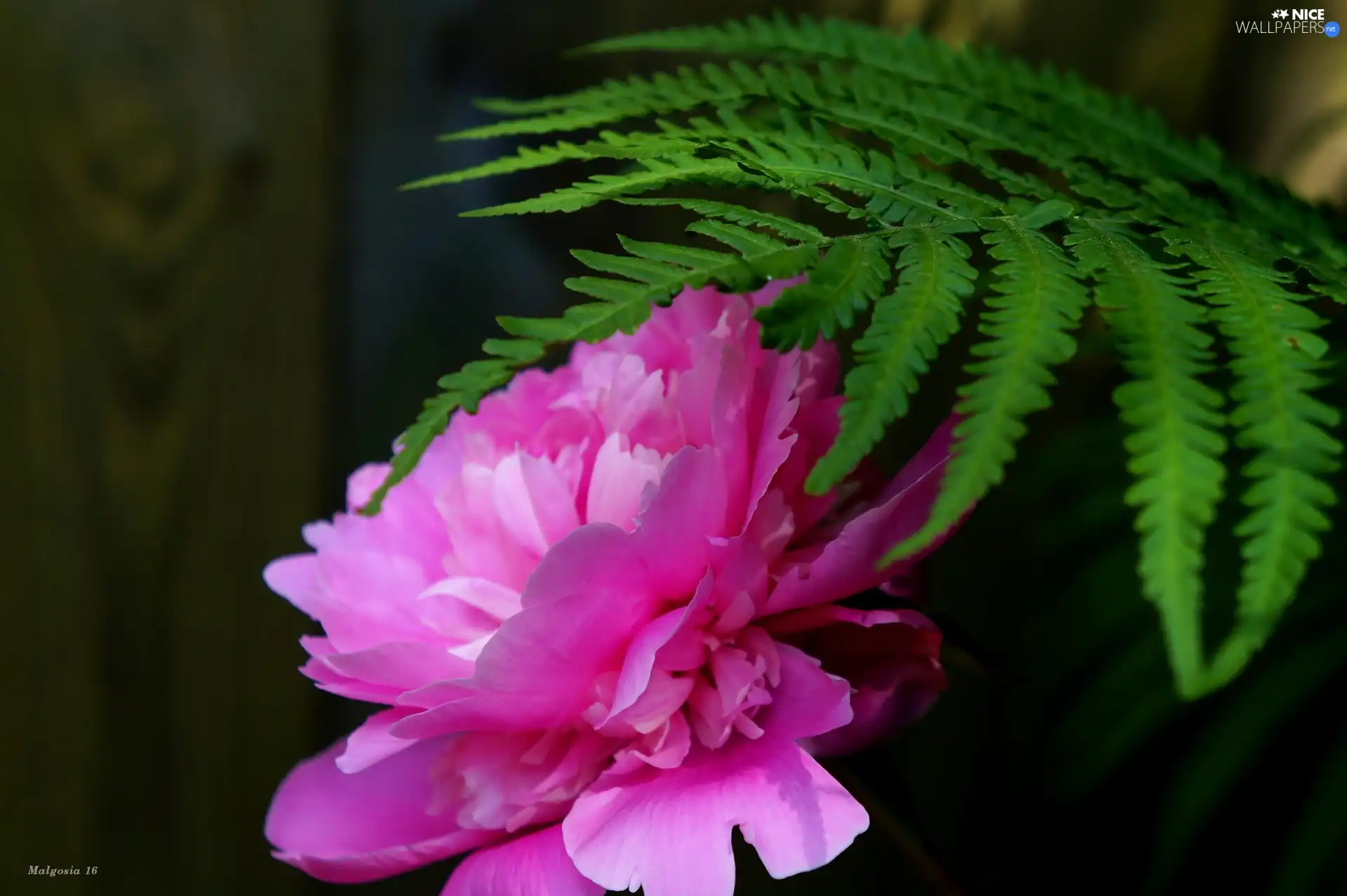 Colourfull Flowers, leaf, Fern, peony