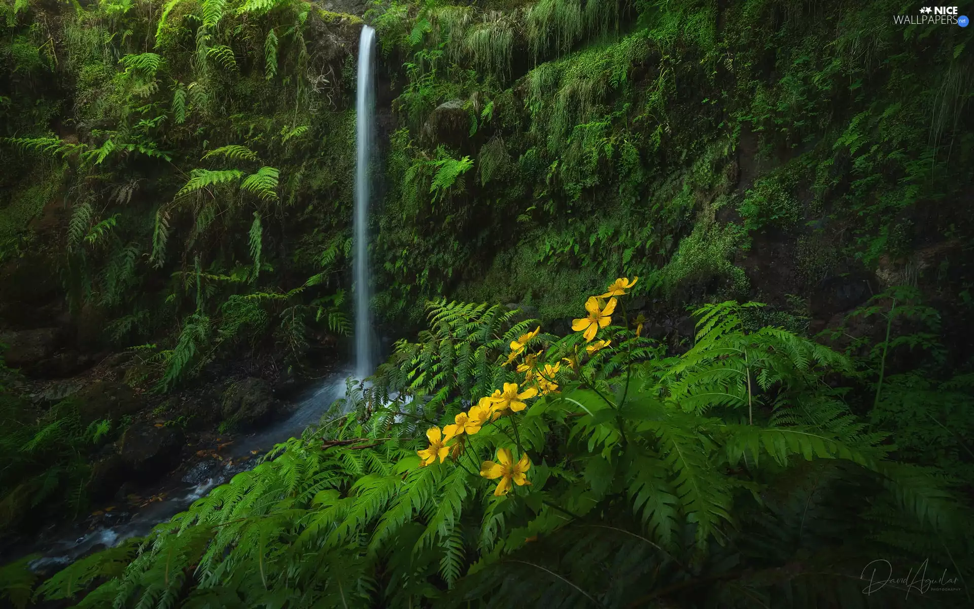 Rocks, VEGETATION, Flowers, green, Yellow, Nemorosa, flux, fern